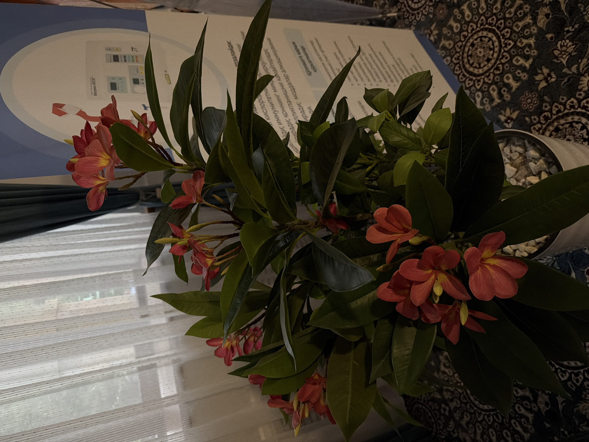 An indoor potted plant with red and yellow plumeria flowers and dark green leaves sits in a white pot filled with small white stones. The pot is placed on a patterned carpet. Behind the plant, a sheer white curtain is visible, with a dark blue curtain to the right. A light-colored poster with text and graphics is positioned behind the plant. The overall setting appears to be a room in Khumsan, Uzbekistan. There are no people or discernible actions taking place.