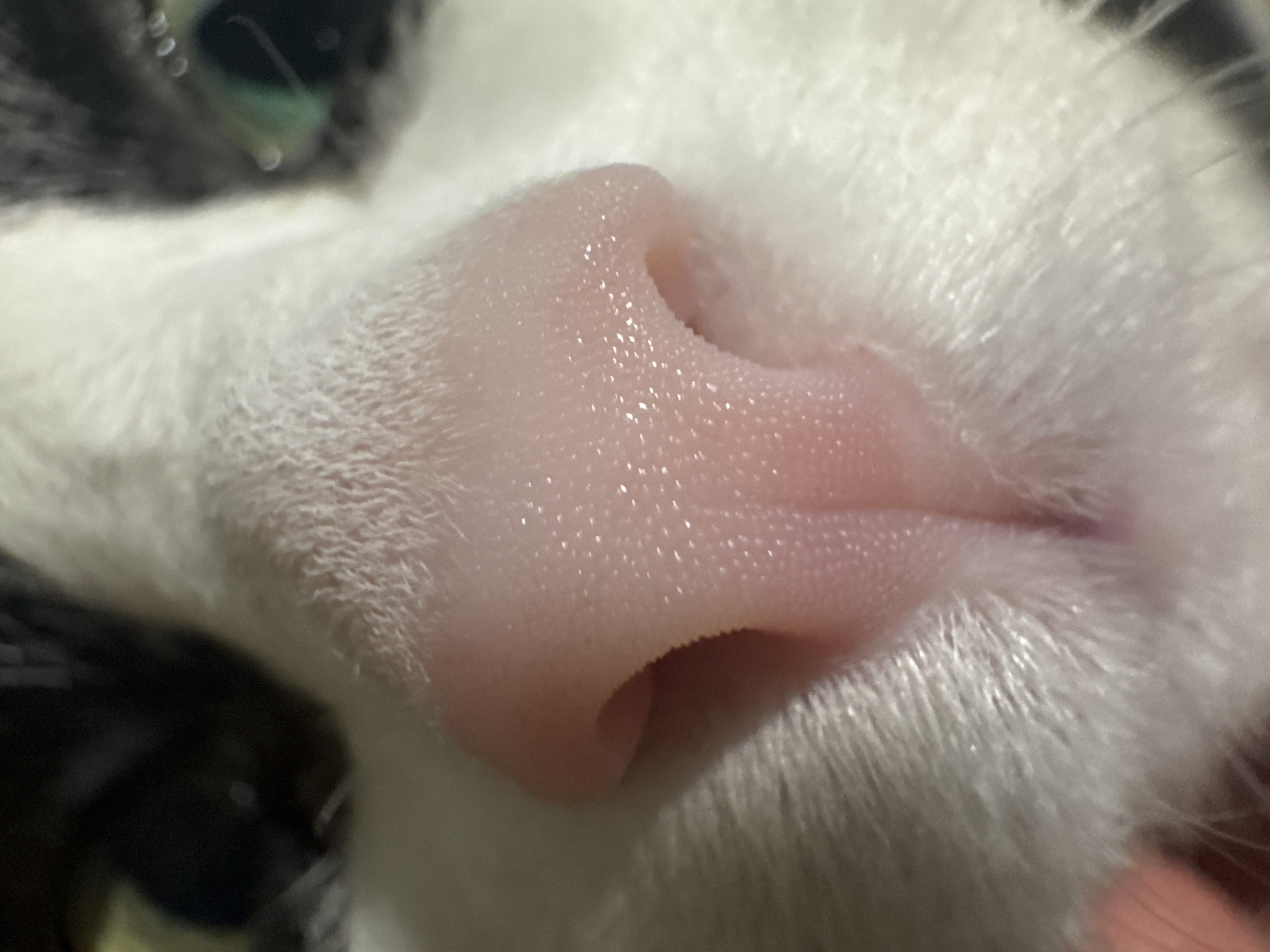 A close-up photograph depicts the snout of a black and white cat. The cat's nose is pink, filling a large portion of the frame and exhibiting fine details of its texture. White fur surrounds the nose, and a portion of a green eye is visible in the upper left corner. The image is tightly cropped, obscuring the background. No location information is available, and there is no evidence of Chaikovsky, Russia.