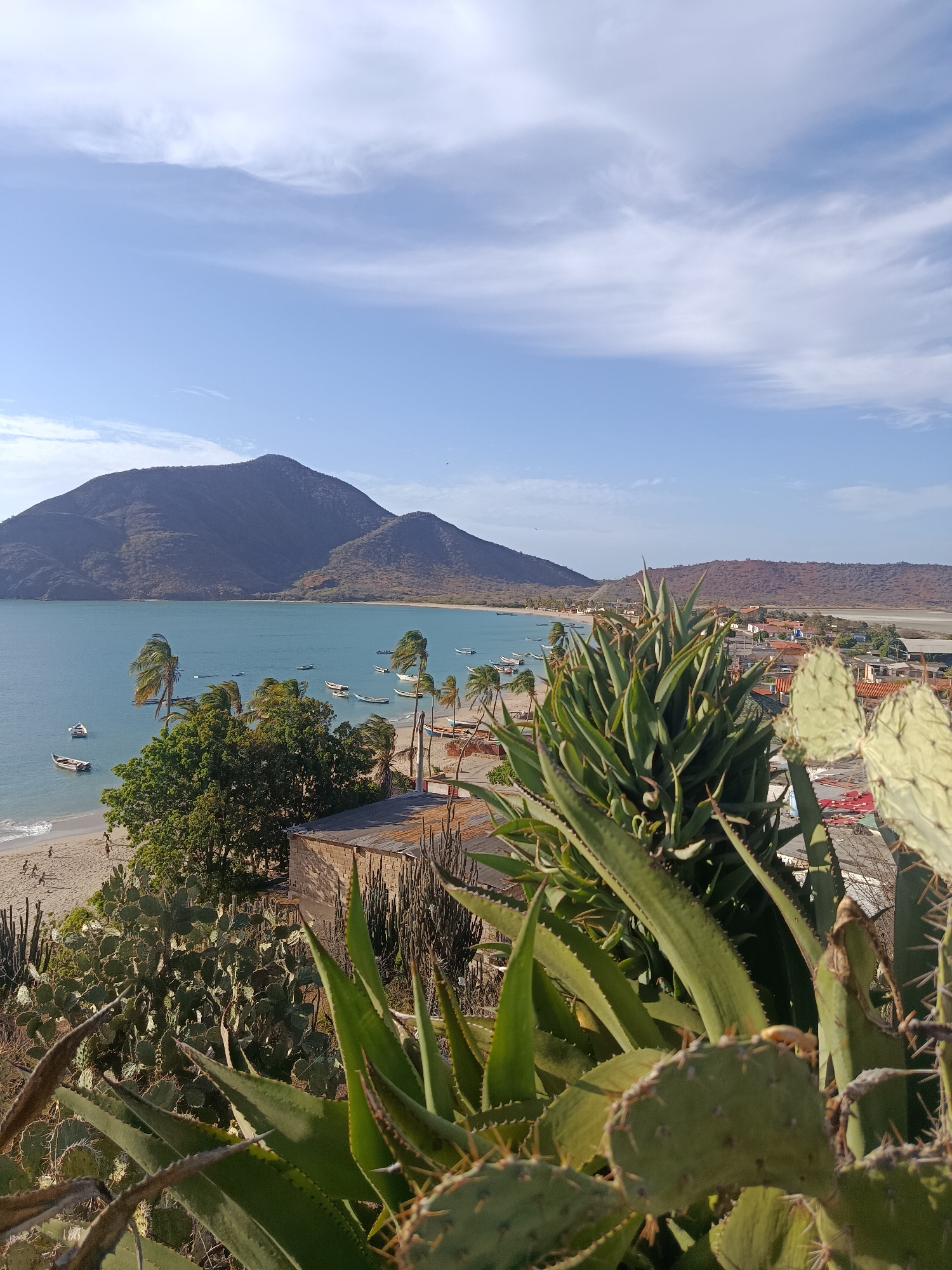This high-angle, daytime shot depicts a coastal scene in Juan Griego, Venezuela. Two prominent, barren mountains dominate the left background, meeting the turquoise-colored bay. A sandy beach lines the bay's edge, populated with sparse trees, boats, and people, especially in the central portion of the beach. Buildings are visible on the right edge of the beach leading inland. The foreground is characterized by a dense growth of cacti and other spiky succulent plants, obscuring parts of the view. The sky above is a clear blue, lightly scattered with wispy white clouds.