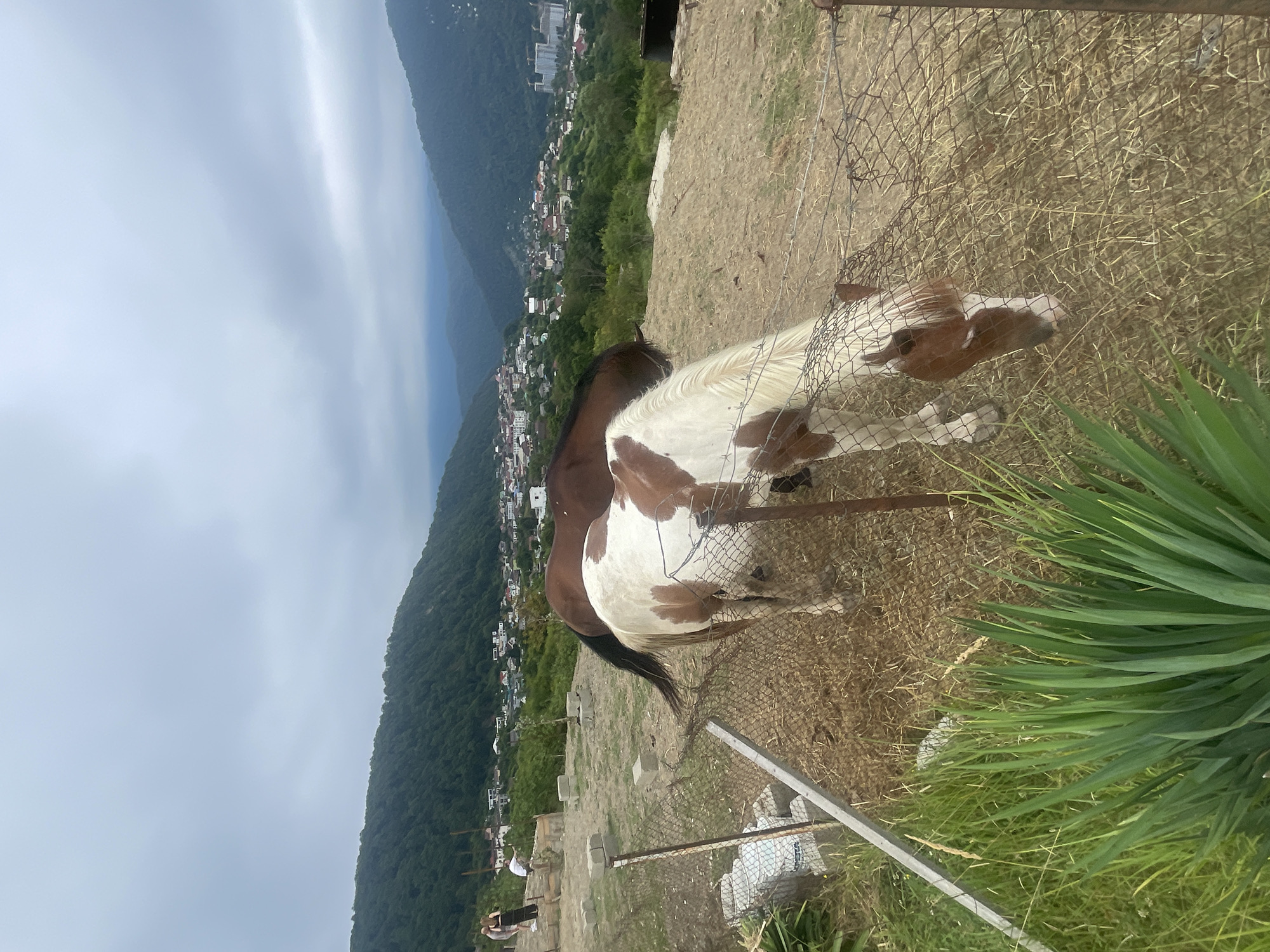 In Baranovka, Russia, two horses, one brown and one piebald, graze behind a wire fence. The piebald horse is in the foreground, its head lowered to eat. The brown horse stands behind it, facing away from the camera. The ground is covered in dry grass and straw. In the background, a town is nestled among green, tree-covered hills under a cloudy sky. A few people are visible in the middle ground, near some construction materials.