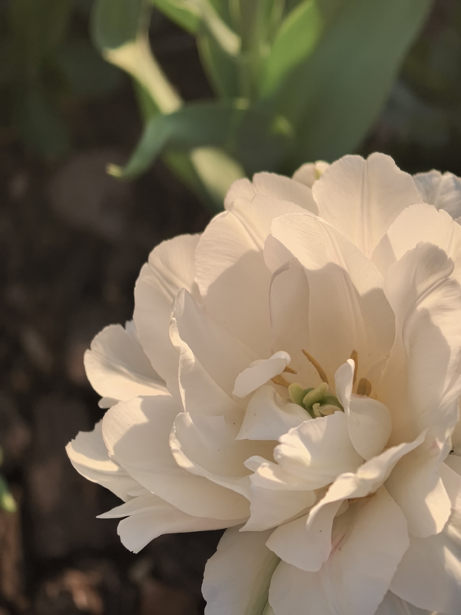 A close-up shot shows a double white tulip in bloom. The flower is the main subject and occupies most of the frame. Its multiple layers of petals display a delicate texture, illuminated by warm sunlight. In the background, blurred green leaves and dark soil suggest an outdoor garden setting. The photo’s location is purportedly Perm, Russia, but this is not readily verifiable from the image alone. No people, actions, or interactions are visible.