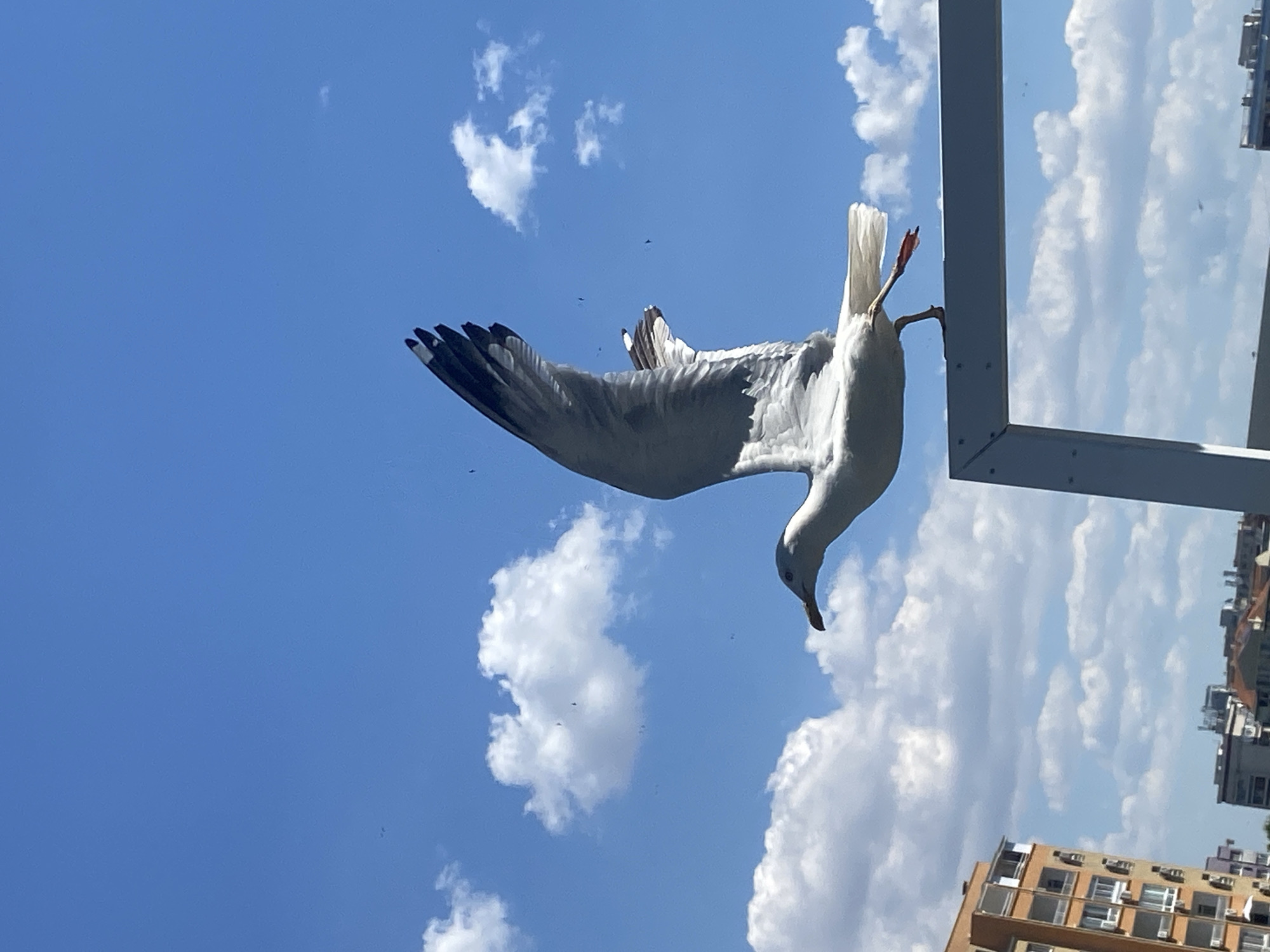 A seagull is captured in mid-flight, its wings outstretched against a bright blue sky dotted with fluffy white clouds. The bird is perched on a white, angular structure, with its body angled towards the right of the frame. Its white and gray plumage is clearly visible, and its right leg is extended slightly forward. In the background, to the left, is a multi-story apartment building with an orange facade and numerous balconies. Further in the distance, a cityscape with various buildings is visible under the expansive sky. This scene is likely located in Burgas, Bulgaria, a city known for its coastal location and abundant birdlife.