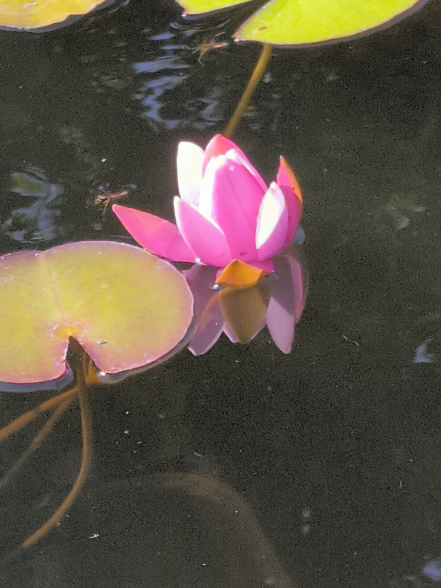A close-up shot captures a pink water lily blooming in dark water, its petals reflecting on the surface. To the left, a yellow lily pad with a notch is partially submerged. The water is dark and murky, with ripples distorting the reflections. The background shows glimpses of more yellow lily pads. The scene appears to be a tranquil pond or body of water in an outdoor setting. The image is taken from a high angle looking down at the water. There are no people or discernible structures visible in the frame.