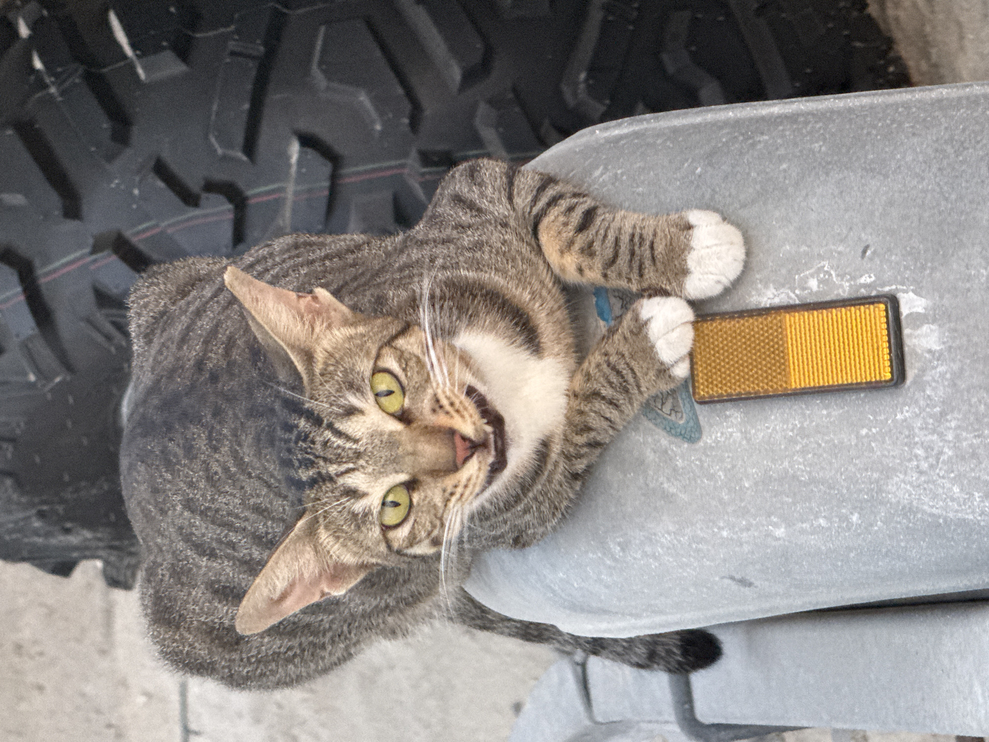 A tabby cat with green eyes lies on a metallic surface next to a large tire. The cat is lying on its back with its paws visible, one of which has white fur. It appears to be looking up with its mouth slightly open. There is a yellow and orange rectangular reflector on the metallic surface near the cat's paws. The tire is black with a rugged tread pattern. The background is blurred, but appears to be an outdoor setting with hints of concrete or asphalt. The lighting suggests it is daytime.