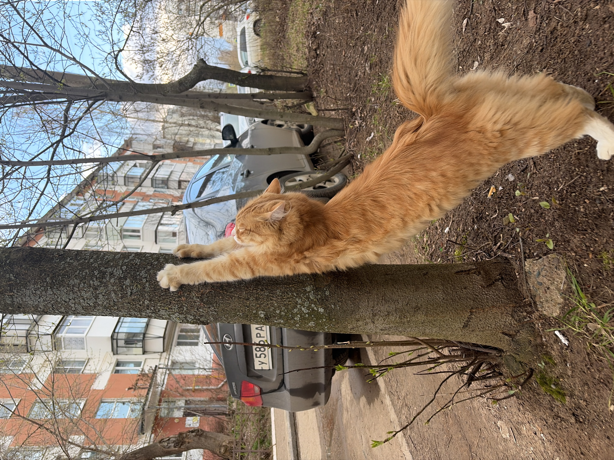 A fluffy, orange cat is depicted in the midst of a stretch, with its body elongated along the trunk of a tree. Its front paws are extended and firmly gripping the tree bark, while its hind legs and tail are also stretched out. The cat's eyes appear closed or squinting, suggesting focus or pleasure in the action.
The scene unfolds in an urban or suburban setting during daytime. In the background, multi-story apartment buildings with various windows and balconies are visible under a clear, bright sky. Numerous trees with mostly bare branches suggest either late winter or early spring, though small green buds are visible on some of the thinner branches, particularly near the base of the main tree.
A dark grey sedan, possibly a Hyundai, is parked behind the tree and partially obscured. Its rear license plate, displaying the characters "У586РА", is visible. Other vehicles are also faintly seen in the distance. The ground beneath the tree and cars consists of a paved surface, likely a sidewalk or road, interspersed with patches of dry earth and sparse grass.