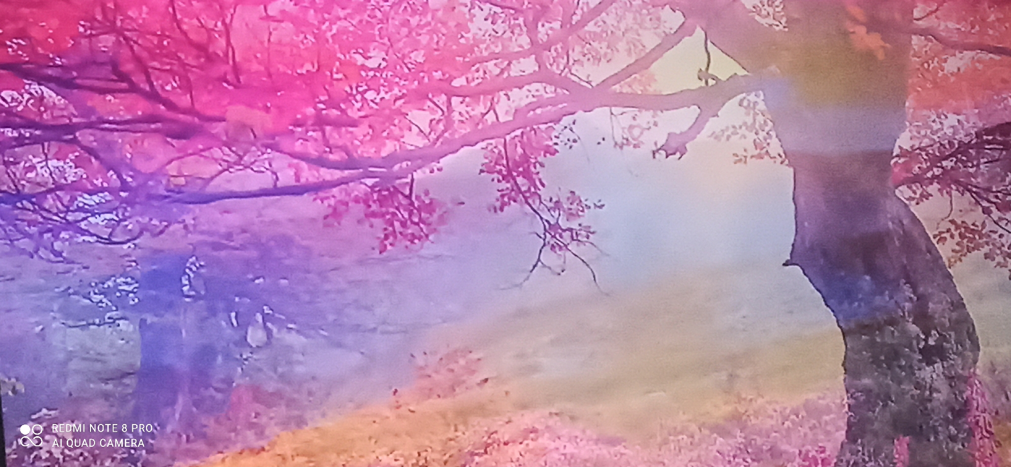The image displays a surreal, digitally altered landscape with a prominent tree trunk on the right. The foliage of the trees is rendered in vibrant pink and purple hues, contrasting with a soft, pastel-colored background that fades from a pale yellow to a light blue. The overall impression is dreamlike and artificial. A watermark in the lower left corner indicates the image was captured by "REDMI NOTE 8 PRO AI QUAD CAMERA." There is no discernible location within Sedati Agung, Indonesia, as the scene is not representative of any recognizable real-world environment. There are no people, animals, or discernible actions taking place in the image.