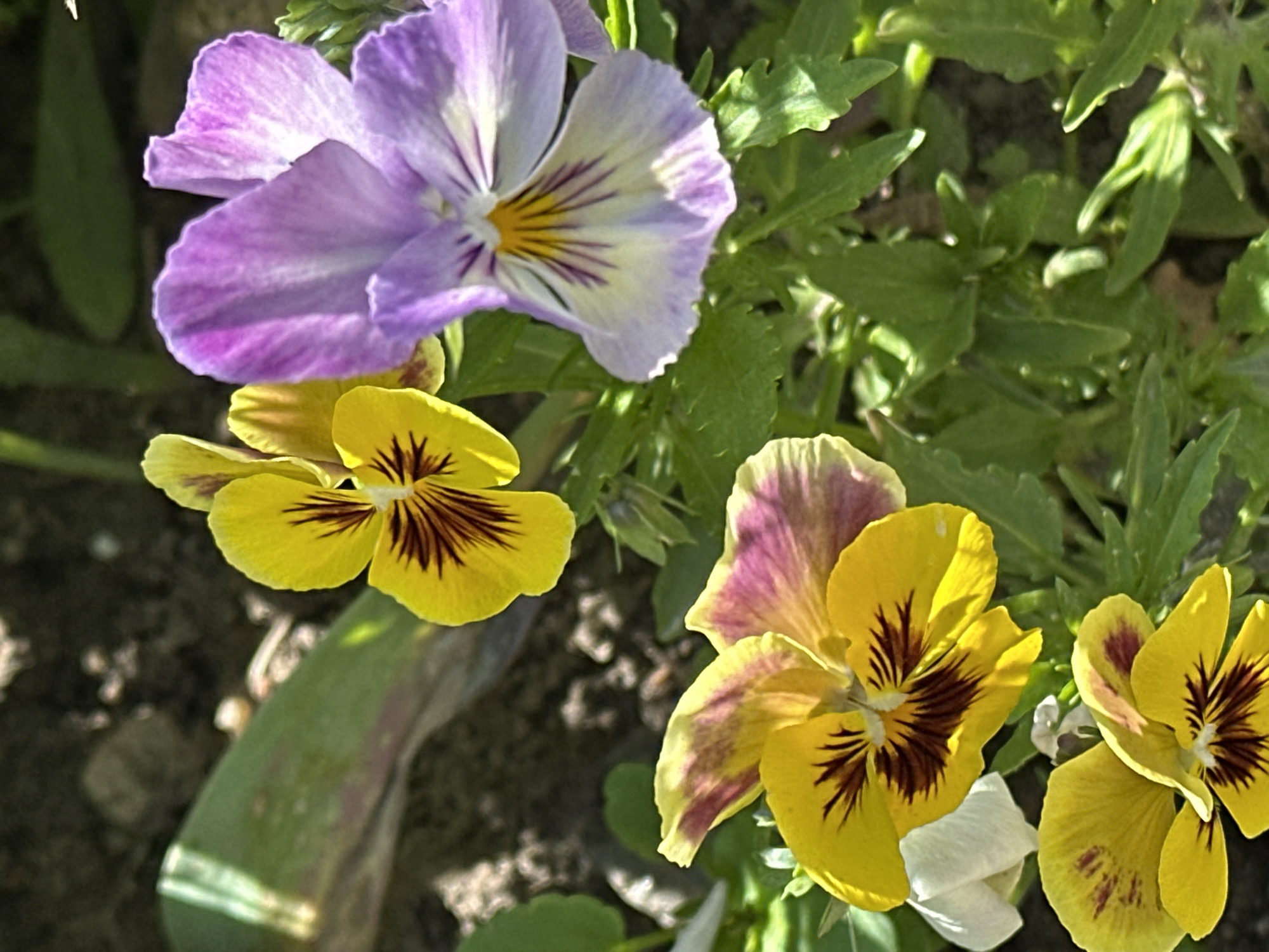 The image shows a close-up view of several pansy flowers in a garden or flowerbed. The flowers are in various colors, including purple, yellow, and combinations of yellow and purple. The centers of the yellow flowers have dark brown markings. Green leaves surround the flowers. The location of the image is in Minsk, Belarus.