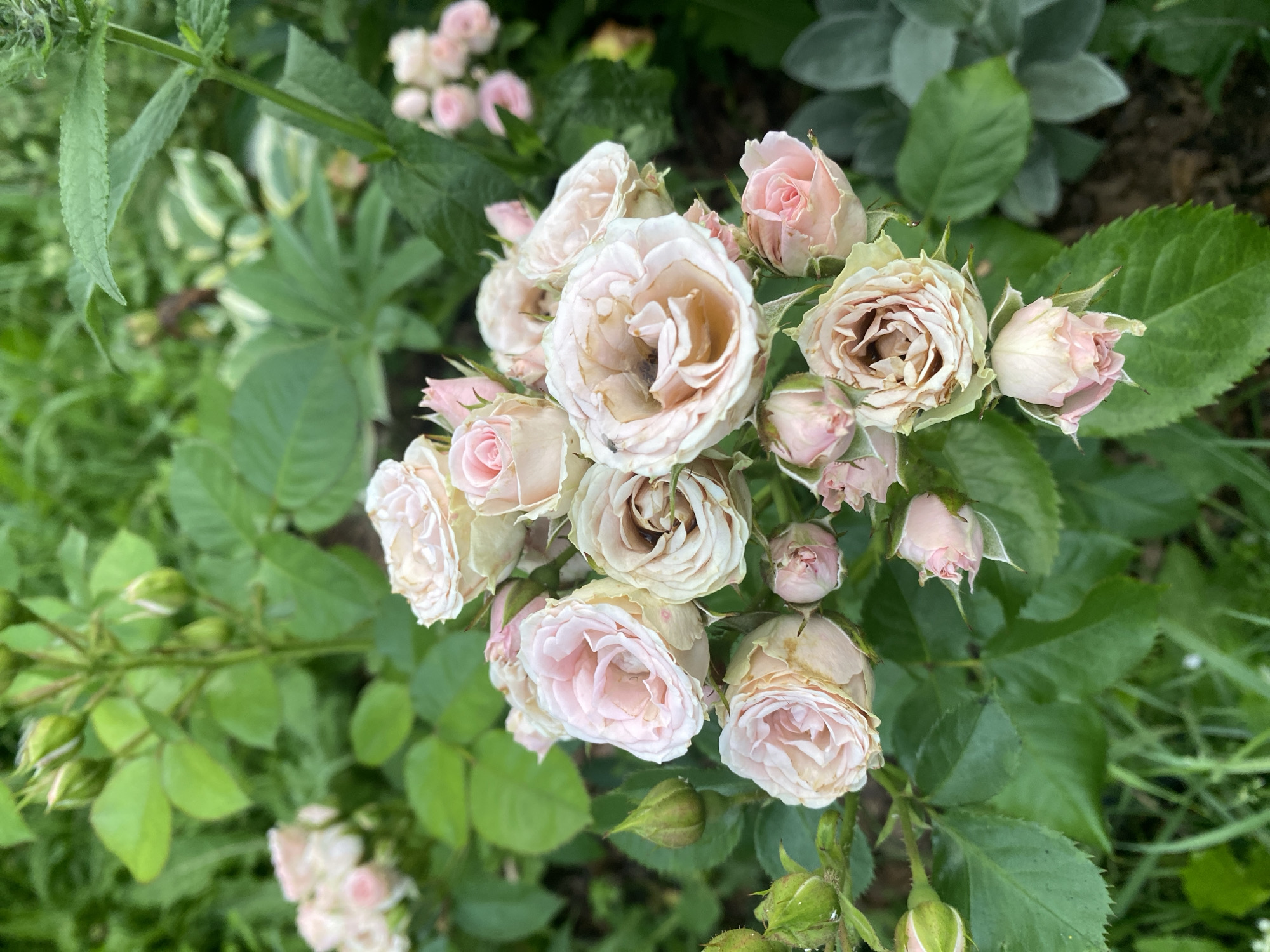 A close-up, overhead shot showcases a cluster of pale pink and cream roses in full bloom, interspersed with green rose buds and thorny stems. The roses exhibit varied stages of opening, with some tightly furled and others fully unfurled, revealing delicate, ruffled petals. A tiny fly is visible on one of the opened rose blooms. The background is a lush tapestry of dark green foliage, with hints of lighter variegated leaves and some dried or browning leaves amongst the vibrant greenery. The ground beneath is obscured by grass and foliage. The scene appears to be an outdoor garden setting. The image does not contain any identifiable landmarks or elements that would specifically place it within Lindo-Pustyn' (Kantaurovskii S/S), Russia.