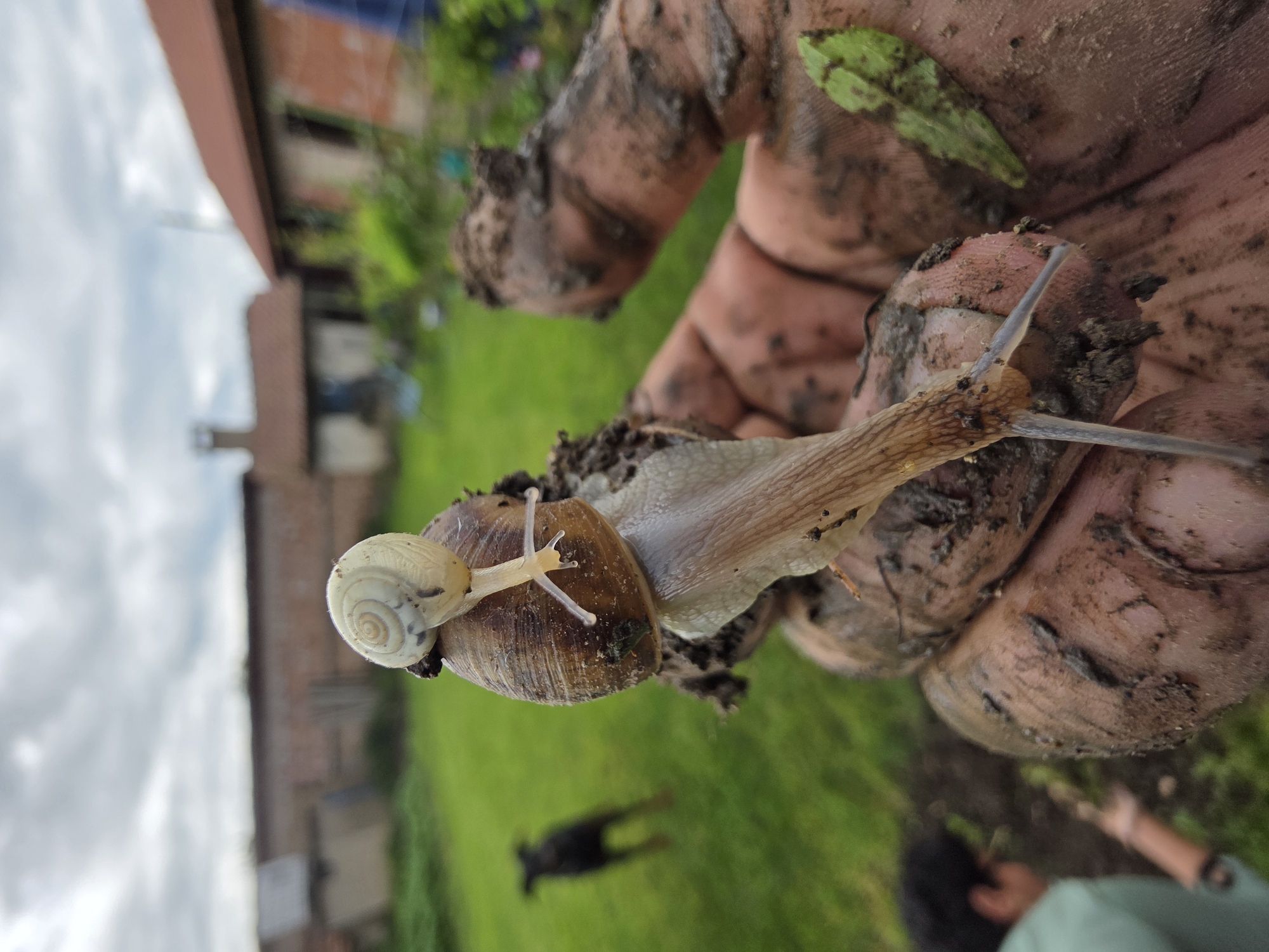 A human hand covered in dirt holds two snails. One snail, larger and brown-shelled, carries a smaller, white-shelled snail on its back. The background features green grass, a dark object resembling an animal (likely a dog), and a building made of bricks with a metal chimney, which are typical architectural characteristics of the city of Staroseltsi, Bulgaria.