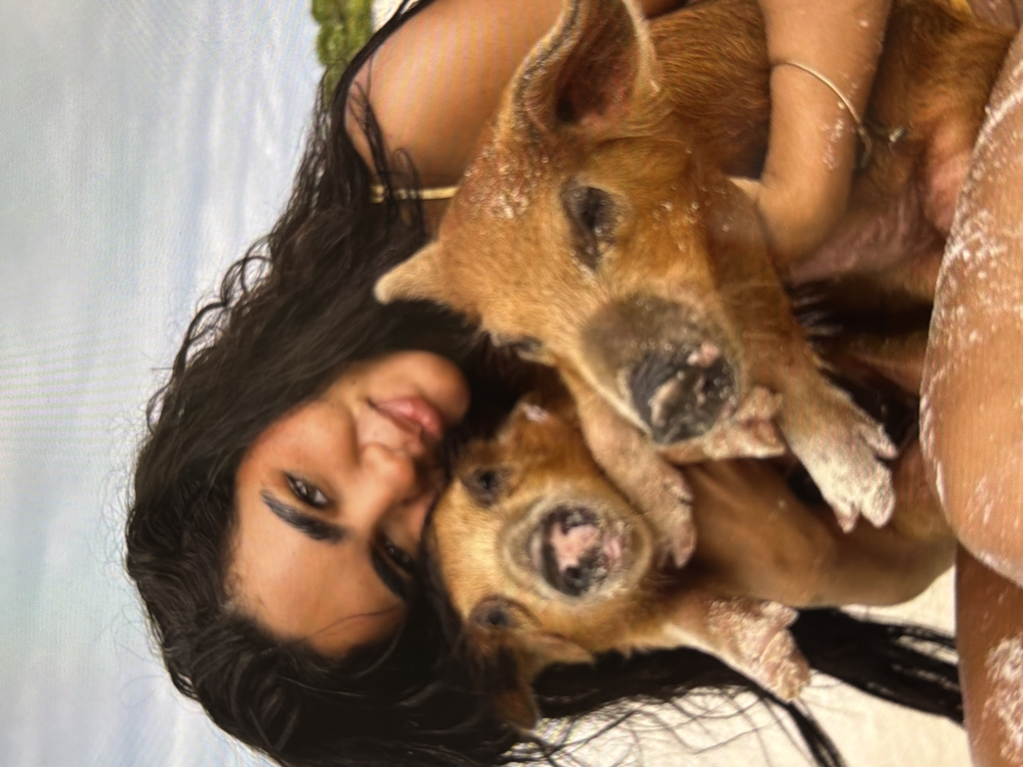 The image, rotated 90 degrees counter-clockwise, portrays a young woman affectionately cradling two small, light brown piglets. The woman has long, dark, wavy hair and is looking towards the camera with a gentle, warm smile. Her dark eyes, prominent eyebrows, and full lips are visible. She appears to be wearing a dark top, possibly a swimsuit, and a thin, metallic bracelet adorns her arm.
Both piglets are small, light brown, and their bodies, snouts, and ears are visibly covered in a fine, white, powdery substance, resembling sand. This same white material is also present on the woman's arm and shoulder, suggesting a sandy environment. One piglet is nestled closer to the woman's face, with its snout prominent, while the other is positioned slightly above it. Their tiny hooves are also visible and covered in the white substance.
The background is softly blurred, showing hues of light blue and white, indicative of either the sky or water, with a glimpse of green foliage in the upper right (when oriented correctly). The scene takes place outdoors during daylight hours, implying a bright and natural setting, most likely a beach given the presence of sand-like material. The overall mood of the image is one of affection, happiness, and a unique, playful interaction between the woman and the animals. No text is visible in the image.