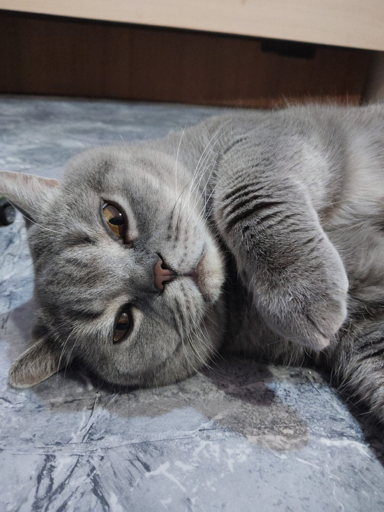 An indoor medium shot captures a grey cat lying on its side on a patterned floor. The cat's head is tilted, and its eyes are open, looking slightly to the left. Its ears are visible, and its front paws are curled up near its face. The background shows a dark brown surface, possibly a piece of furniture. The lighting is dim.