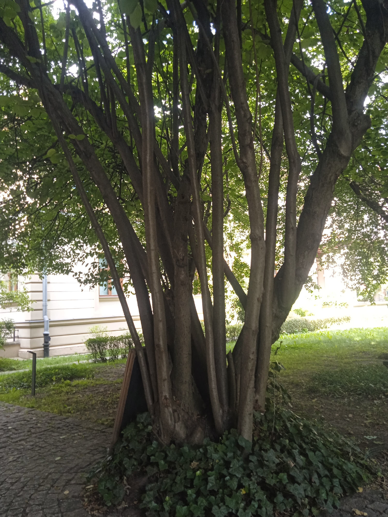 The image captures a cluster of trees with multiple trunks originating from a single base, creating a dense, almost sculptural effect. The trees are in full leaf, suggesting it is either spring or summer. Sunlight filters through the leaves, dappling the ground and creating a bright, airy atmosphere. In the background, a pale-colored building with windows is visible, hinting at an urban or park-like setting, possibly a garden or courtyard adjacent to a structure. A paved pathway made of cobblestones leads to the left of the frame, and a strip of green grass and bushes can be seen between the path and the building. The base of the trees is covered in ivy, adding a lush, verdant texture to the scene. The overall impression is one of natural beauty within a well-maintained environment. There is no visible text in the image. The time of day appears to be daytime, with bright sunlight. The weather is likely clear and pleasant.