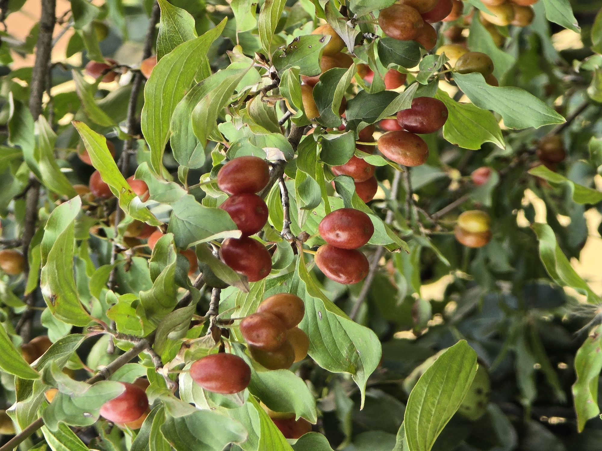 The image displays a close-up of a tree branch laden with ripe red and orange berries, interspersed with vibrant green leaves. The berries are oval-shaped and appear to be growing in clusters. Some berries are a deep red, while others have a more reddish-orange hue. The leaves are elongated with visible veins. The background is softly blurred, suggesting a shallow depth of field, with hints of darker foliage and lighter, out-of-focus areas that could be sunlight or other plants. The overall impression is one of abundance and natural growth. The image is a photograph taken outdoors. The specific location in Vyshneve, Ukraine, is not discernible from the visual information provided in the image itself.