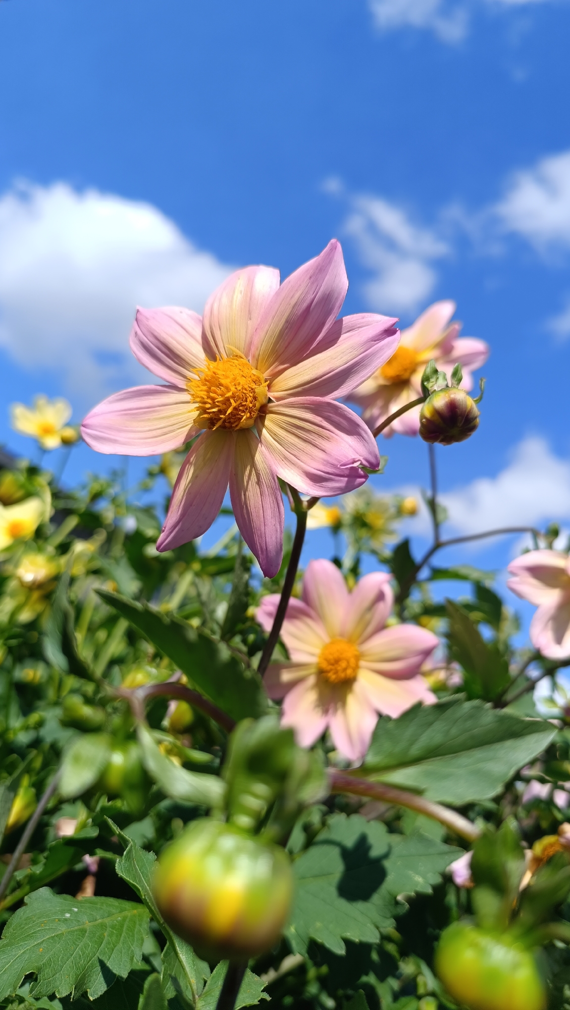 A close-up, low-angle shot shows several pale pink dahlia flowers with yellow centers against a bright blue sky with fluffy white clouds. The main dahlia in the foreground is in sharp focus, with its delicate petals illuminated by the sun. In the background, other dahlias, buds, and green foliage are visible, some in sharp focus and others blurred. There are no people or any signs of human activity. The image appears to be taken outdoors, in a garden or park setting. There is no information to suggest the location is in the city of Karsha, Russia.