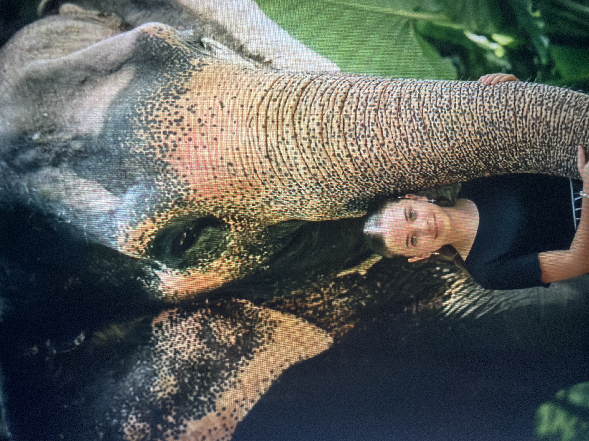 The image displays a young female interacting with a large elephant in an outdoor setting. The female, appearing to be in her pre-teen or early teenage years, has light skin, light hair styled in a ponytail, and is wearing a plain dark (likely black) short-sleeved top. She is positioned to the left of the elephant's trunk and is facing the viewer with a gentle smile. Her hands are placed on the elephant's trunk, suggesting a calm and close interaction.
The elephant, likely an Asian elephant, dominates the frame, with its head and trunk prominently featured. Its skin exhibits a mottled pattern of light pinkish-tan and darker grey patches, covered in numerous small, dark speckles or spots, particularly visible on its forehead, face, and trunk. The trunk is heavily wrinkled horizontally. One of the elephant's eyes is visible, open and dark.
The background on the right side of the image features lush, large-leafed green foliage, indicative of a tropical or subtropical environment. The background on the left and upper parts of the image is dark, suggesting deep shadow or the elephant's body. The image quality reveals a visible pixel grid, characteristic of a photograph of a screen display.
There is no visual information within the image that indicates its location is in the city of Shumen, Bulgaria, or any specific geographical region.