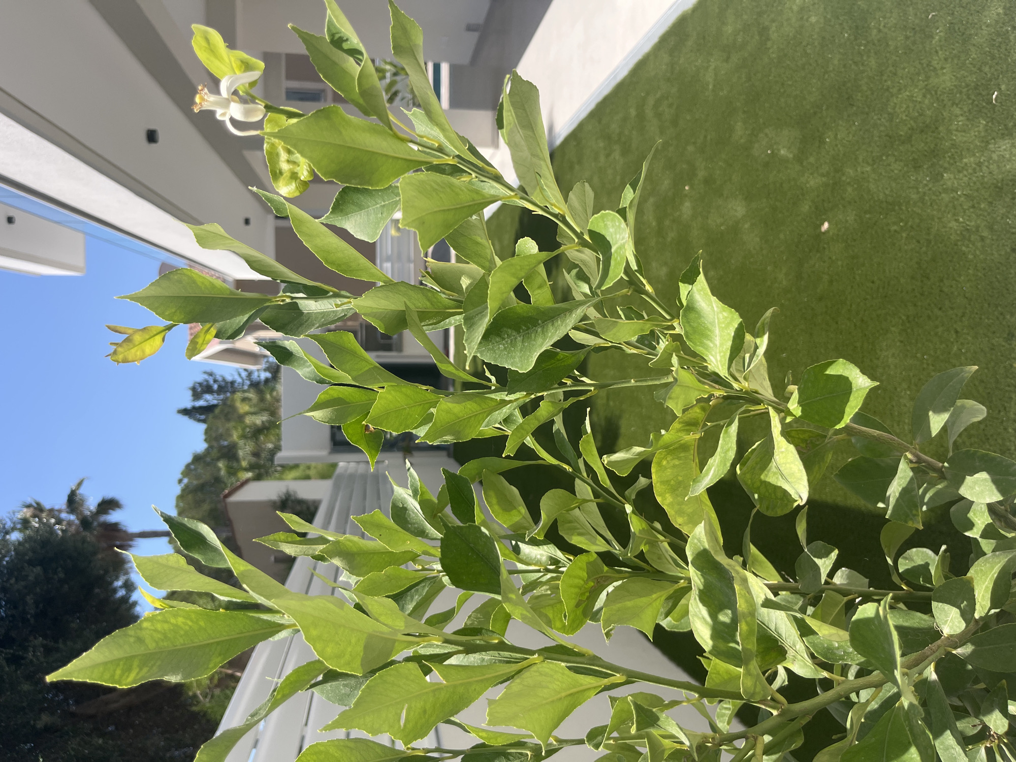 A close-up shot captures the vibrant green leaves of a young citrus tree. One delicate white flower with prominent yellow stamens blooms on a branch, hinting at future fruit. The tree stands in a sun-drenched outdoor setting, likely a private yard or garden, with a manicured lawn of artificial turf creating a lush, green carpet. In the background, a modern white building with clean lines and a curved facade suggests a residential or commercial property. A white slatted fence runs horizontally across the middle ground, adding a structural element to the scene. The sky above is a clear, bright blue, indicating a sunny day. The location is identified as Moni Community, Cyprus, a region known for its pleasant Mediterranean climate, which would be ideal for cultivating citrus trees.