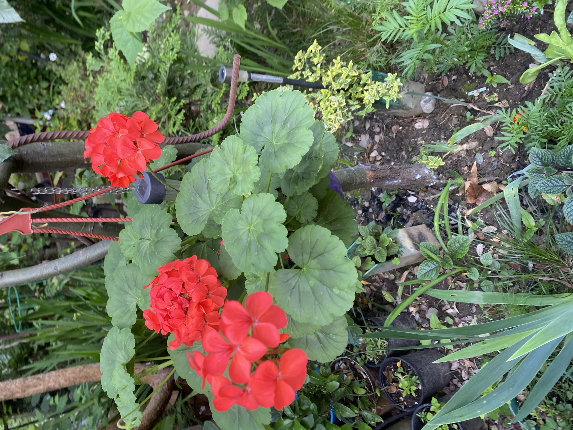 A close-up, eye-level shot captures a vibrant cluster of red geranium flowers in a garden setting. The flowers are in full bloom, with their petals spread open, revealing their intricate structure. They are surrounded by lush green leaves, creating a stark contrast against the red blooms. The background is a blur of green foliage, suggesting a dense garden or natural landscape. A thin, brown vine twists around a tree trunk in the mid-ground, adding a rustic element to the scene. The ground beneath the plants is a mix of dark soil, scattered leaves, and small stones. In the lower left corner, the pointed green leaves of another plant are visible, adding depth and texture to the composition. The overall impression is one of natural beauty and abundance, with the red geraniums serving as the focal point.