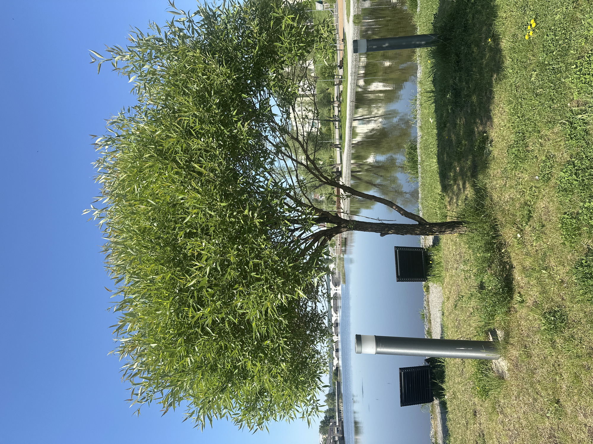 A tree stands on a grassy bank next to a body of water, likely a pond or river, in Votkinsk, Russia. A modern lamp post is visible in the foreground. The water reflects buildings in the distance. The sky is clear and blue.