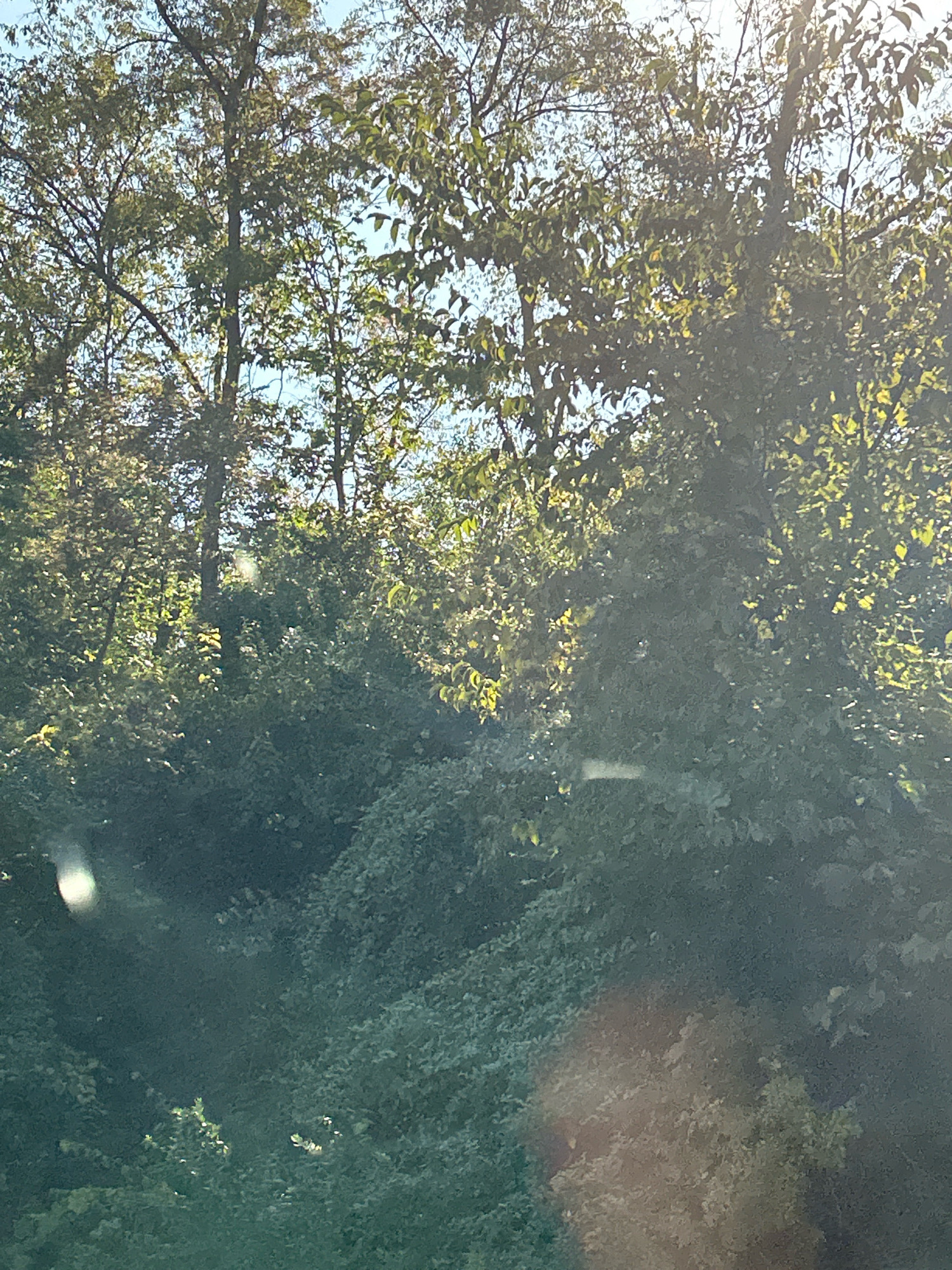 The image shows a dense canopy of trees with sunlight filtering through the leaves. The foliage is lush and green, with some areas appearing lighter due to the sunlight. The scene appears to be an outdoor natural environment, possibly a wooded area or park. There are no people or specific structures visible. The image was taken in Robinson Township, United States of America.
