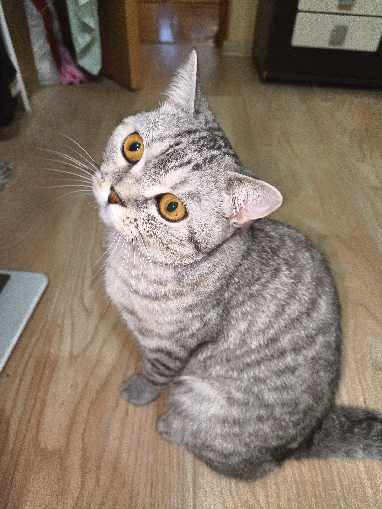 A close-up, high-angle shot shows a tabby cat with gray and black stripes and bright orange eyes sitting on a light-colored wooden floor. The cat is looking upwards and to its left, with its head tilted. Its ears are pointed, and its whiskers are fanned out. The background is blurred, with hints of furniture and a doorway visible. A white rectangular object is partially visible on the lower left of the frame.