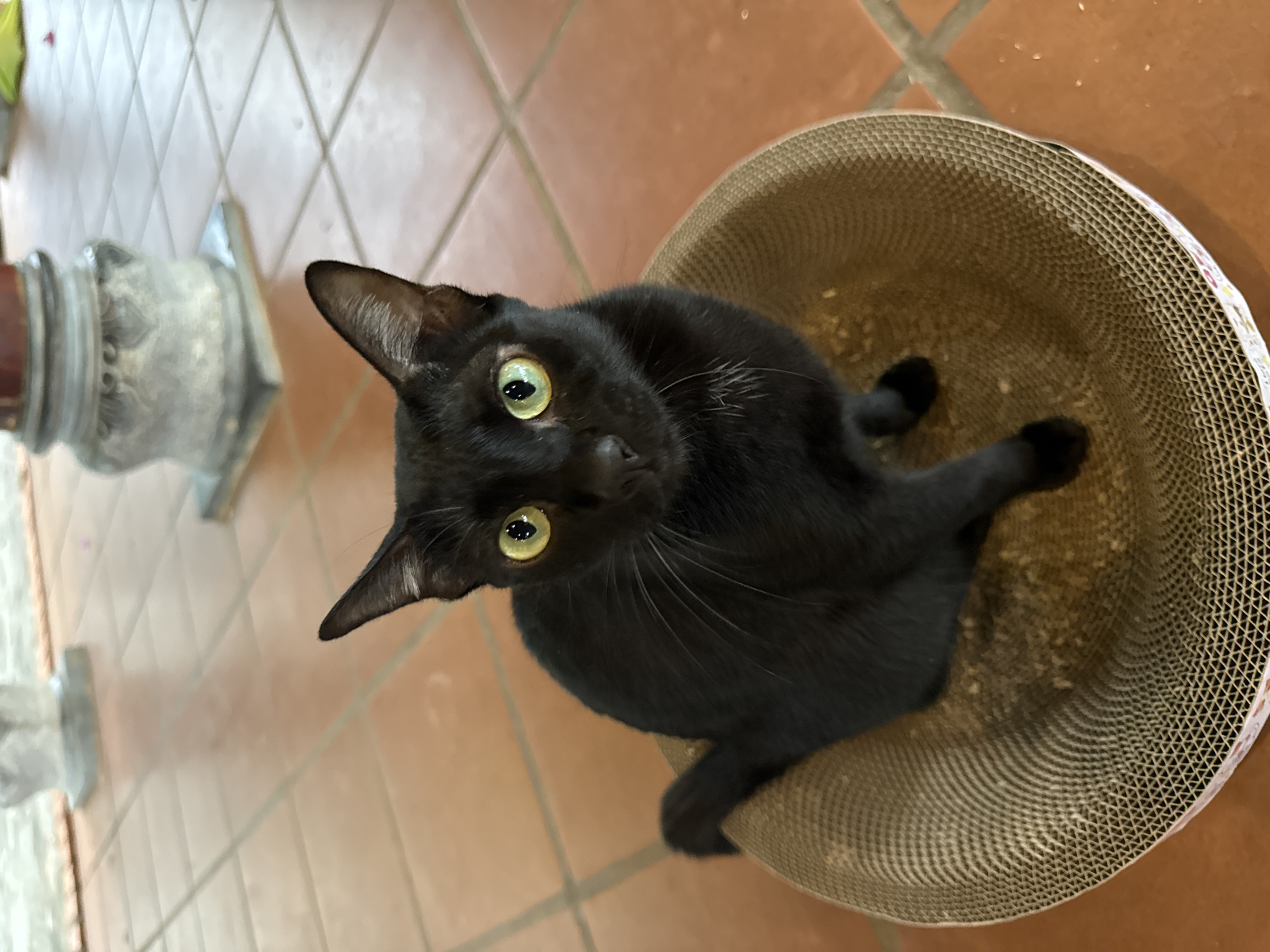 A black cat with green eyes is sitting in a round cardboard scratching post. The cat is looking up towards the camera. The floor is tiled with large terracotta-colored tiles. To the left of the cat, slightly out of focus, is a glass jar with a silver-colored top. The location appears to be indoors and the cat is the central subject. No other people or subjects are visible. The location is unknown and could not be determined from the information contained in the image. The location in the city of Mũi Né, Vietnam is unknown.
