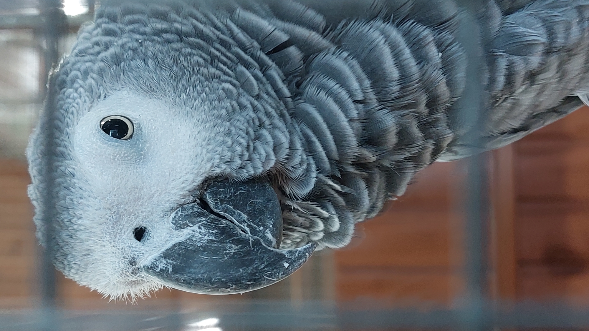 A close-up, eye-level, vertical shot shows a grey parrot with a large, dark beak. The parrot's head is slightly tilted to the left, and its eye is clearly visible, black with a silver iris. The feathers on its head are soft and fluffy, transitioning to more defined, layered feathers on its chest and neck. The background is out of focus, featuring blurred brown and orange vertical stripes, possibly indicating a cage or enclosure. The lighting is natural, highlighting the texture and details of the parrot's plumage.