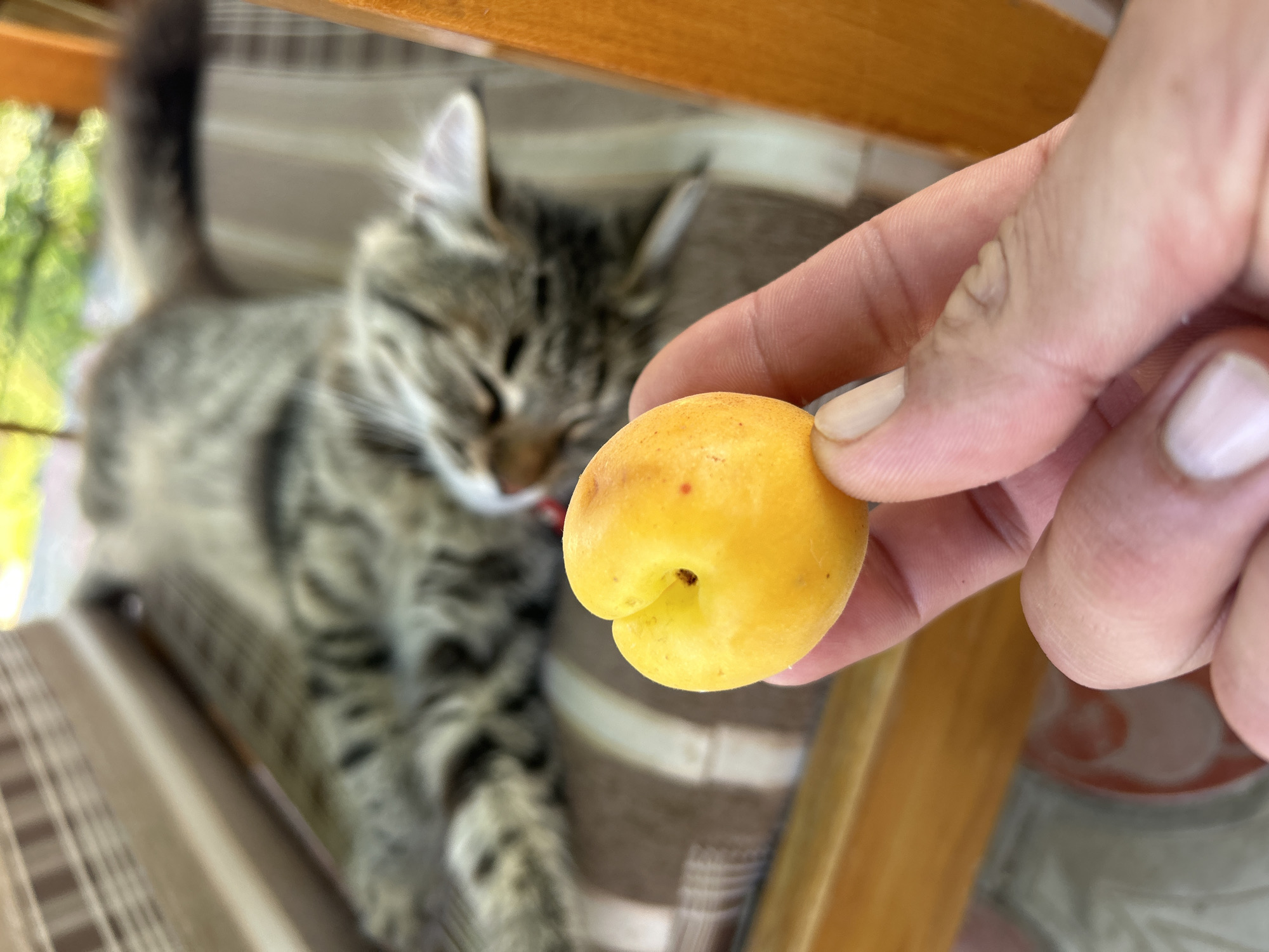 In an outdoor setting, a human hand holds a small, yellow, heart-shaped fruit in the foreground. The fruit has a small indentation and a reddish speck. In the blurred background, a gray tabby cat is lying on its back on a striped cushion. The cat is asleep, with its eyes closed and its tongue slightly out. The scene appears to be on a patio or balcony, with greenery visible in the upper right corner. The overall mood of the image is peaceful and relaxed.