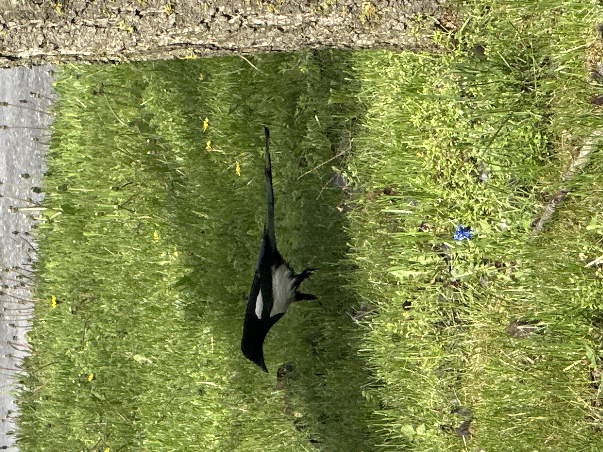 The image shows a black and white magpie bird standing in green grass. A tree trunk and pavement edge are visible at the top and left side of the frame, respectively. The location appears to be outdoors in a grassy area, possibly a park. The city of Stavropol, Russia, cannot be confirmed from the image alone.