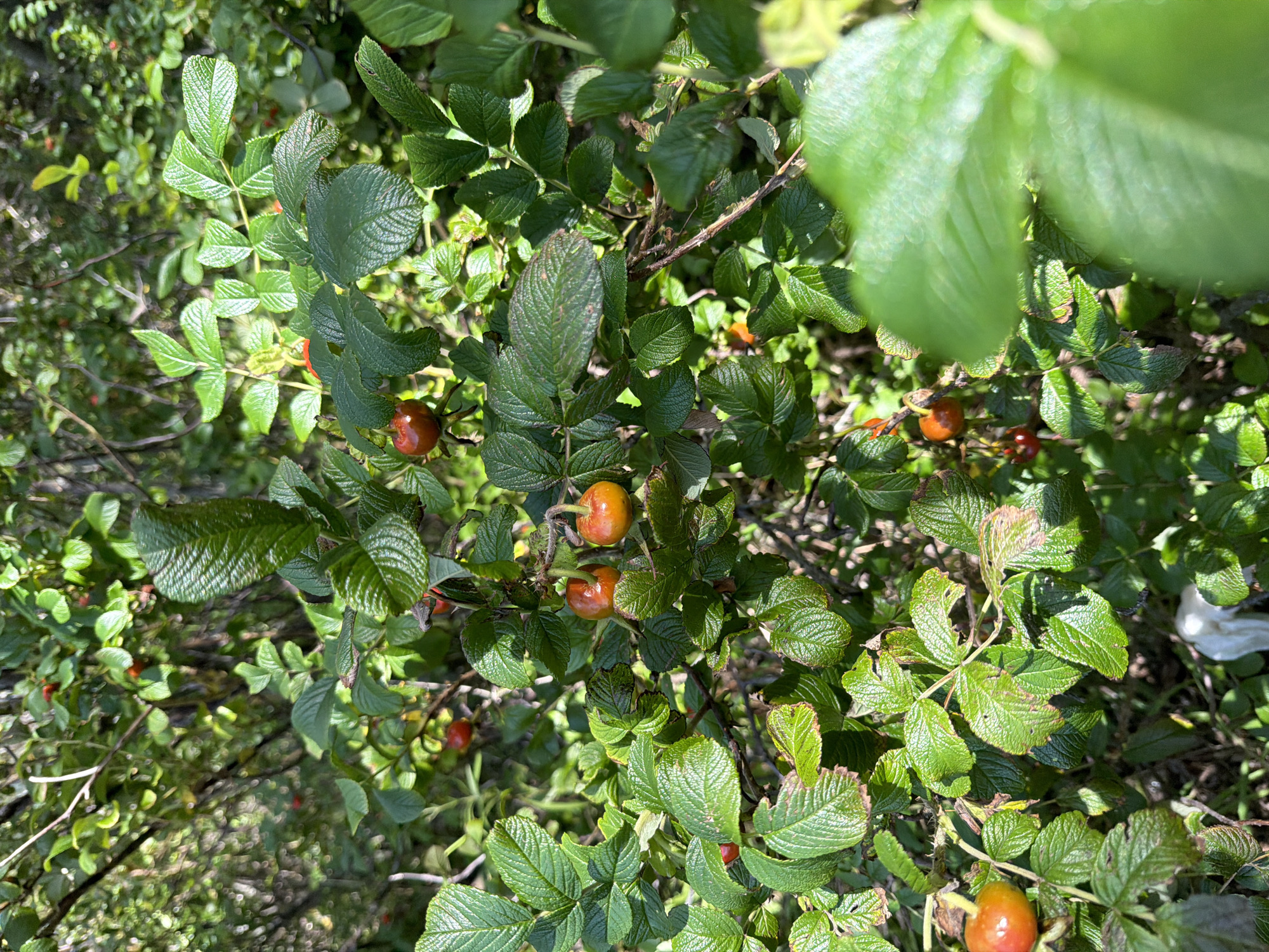 An outdoor medium shot shows a bush with glossy green leaves and several small, round, reddish-orange fruits. The fruits are about the size of marbles and are clustered on thin stems. The bush is densely packed, and the background is a blur of green foliage and dappled sunlight. There are no people or animals visible in the image. The scene appears to be a natural setting, possibly a park or garden. The location is identified as Baltiysk, Russia, but there are no specific landmarks or identifying features to confirm this within the image itself.