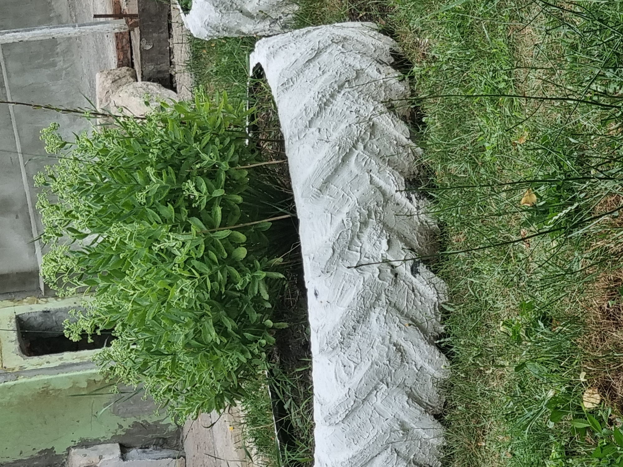 In the city of Unknown, Unknown, a planter made from a repurposed white-painted tire with a raised chevron tread pattern is filled with lush green foliage. The tire planter is situated on a grassy area. Behind the planter, a building with weathered green siding and an opening is visible, along with some concrete blocks and bricks. The scene suggests an outdoor setting, possibly a garden or yard.