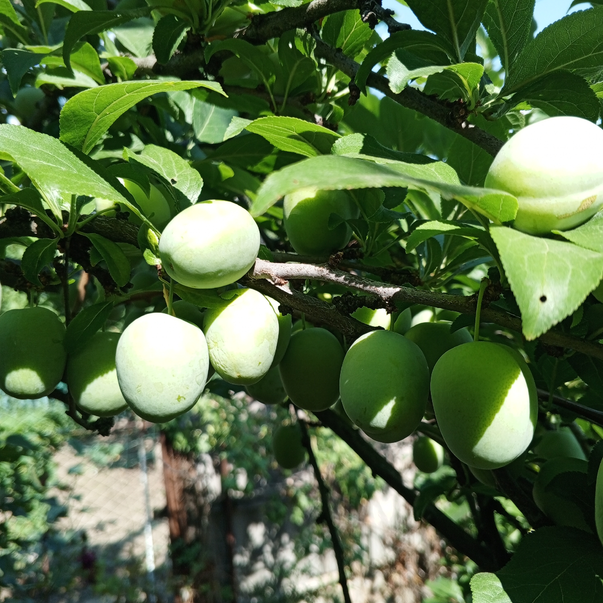 A close-up shot shows an abundance of unripe, green plums hanging from the branches of a plum tree. The plums vary in size and are in different stages of development, with some appearing smooth and others showing a slightly fuzzy texture. They are clustered together, casting dappled shadows from the sunlight filtering through the leaves.
The scene is lush and green, with the vibrant foliage of the tree dominating the frame. Sunlight streams through the leaves, creating bright highlights on the plums and branches, and casting shadows on the ground below, which is partially visible in the background. The background is softly blurred, suggesting the focus is entirely on the fruit and foliage. The overall impression is one of a bountiful harvest in progress, likely during a warm, sunny day. The environment appears to be outdoors, possibly a garden or orchard, given the presence of a fence or netting and a hint of a structure in the distance. There is no visible text.