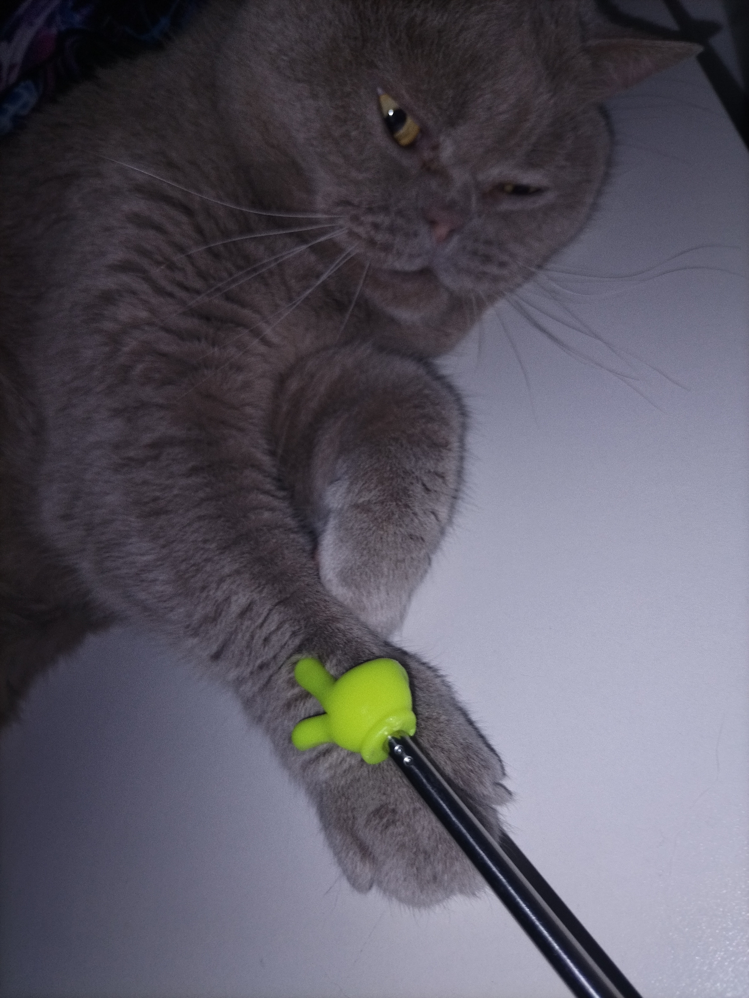 A close-up, overhead shot shows a grey cat lying down and playing with a green toy. The cat has its right paw extended, and a thin, black object with a small, bright green, finger-shaped attachment is resting on its paw. The cat's fur is short and dense, and its eyes are partially closed, giving it a sleepy or squinting expression. One eye is more open, revealing a yellow iris. The cat's face is tilted, and its whiskers are prominent. The background is a neutral, light gray surface. The lighting appears to be from above and slightly to the left, casting soft shadows. The overall scene suggests a casual, indoor setting where the cat is engaged in play.