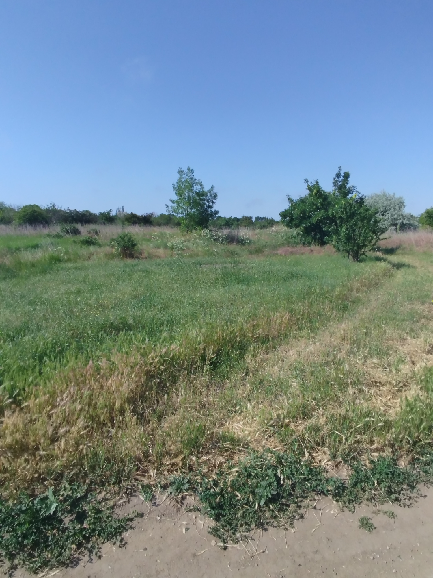 The image shows a rural landscape with a clear blue sky. In the foreground, there is a dirt path with green clover growing along its edge. Beyond the path, a field of tall green and brown grass stretches out. Several trees of varying sizes are scattered throughout the field, some with lush green foliage and others with lighter, silvery leaves. In the distance, a line of trees and bushes forms the horizon. The overall scene depicts a natural, undeveloped area under a bright, sunny sky.