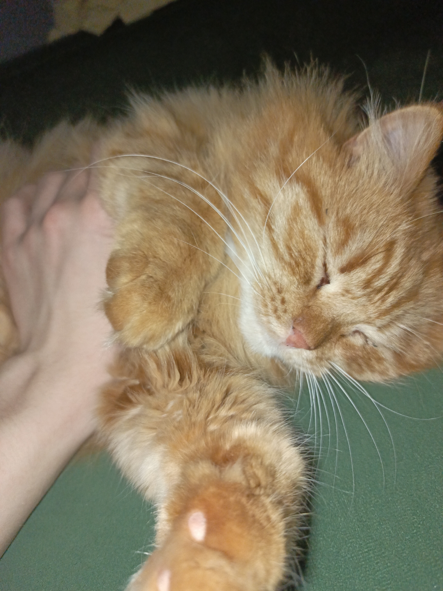 A medium close-up shot depicts an orange tabby cat resting on a green surface, presumably fabric. A human hand is visible, gently holding the cat's chest. The cat appears to be sleeping, with its eyes closed and a small portion of its pink tongue slightly visible. The background is dark and out of focus. No specific location information relating to the city of Chaikovsky, Russia, can be derived from the image.