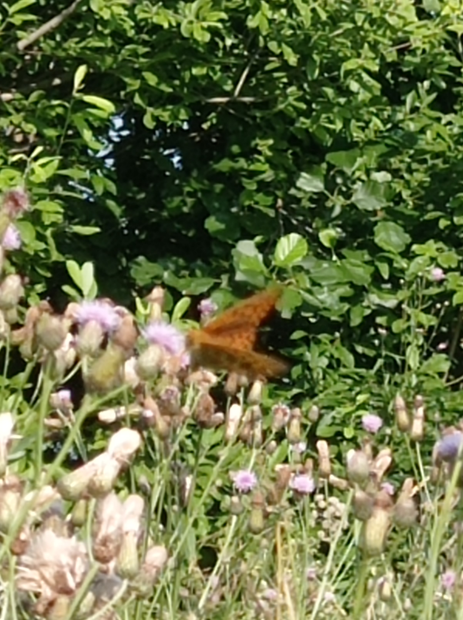 A medium shot captures an orange butterfly in mid-flight above a cluster of thistles with pale purple flowers and seed heads. The butterfly, positioned in the center right of the frame, exhibits a mottled pattern on its wings. The background is dominated by lush green foliage and dappled sunlight, suggesting an outdoor natural setting. The image was taken in Degtyarsk, Russia, a city known for its industrial history and surrounding natural landscapes.