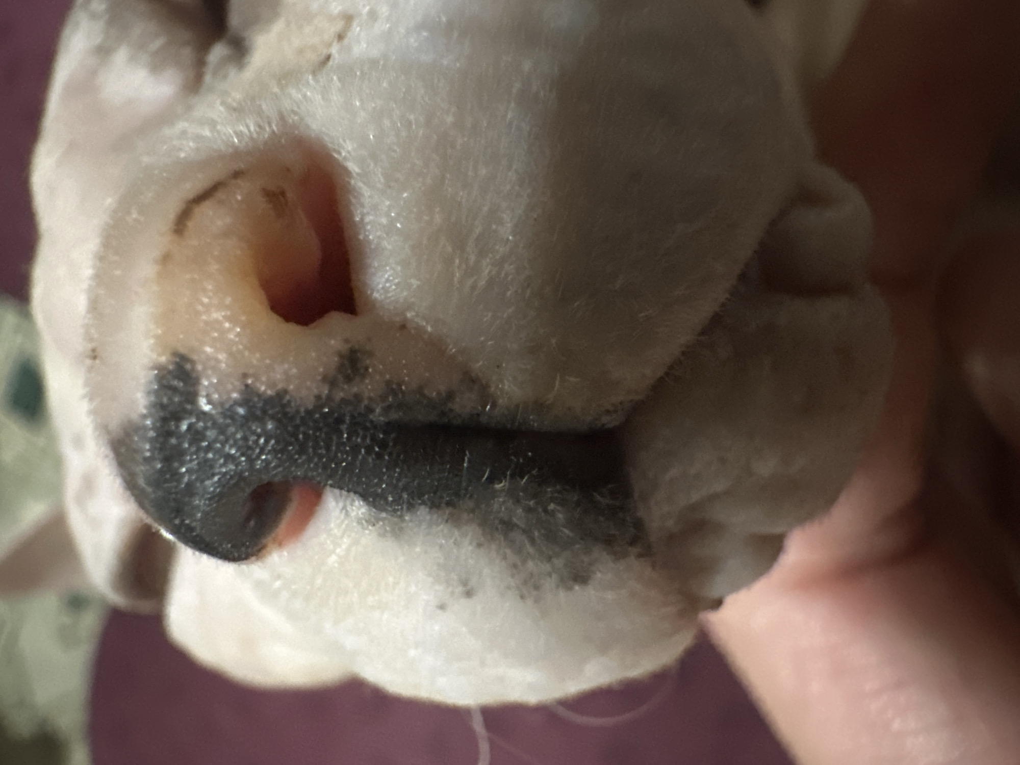 The image is a close-up, macro shot of a Sphynx cat's nose and mouth area. The cat's skin is pale pink with some dark grey markings around the nose. The nose itself is black and textured. The cat's mouth is slightly open, revealing a glimpse of its pink gums. A human finger is visible in the lower left of the frame, gently supporting the cat's chin. The background is a soft blur of a dark pinkish-purple color. There are no discernible elements in the image that can be used to determine its location in Togliatti, Russia, or any other specific geographic location.
