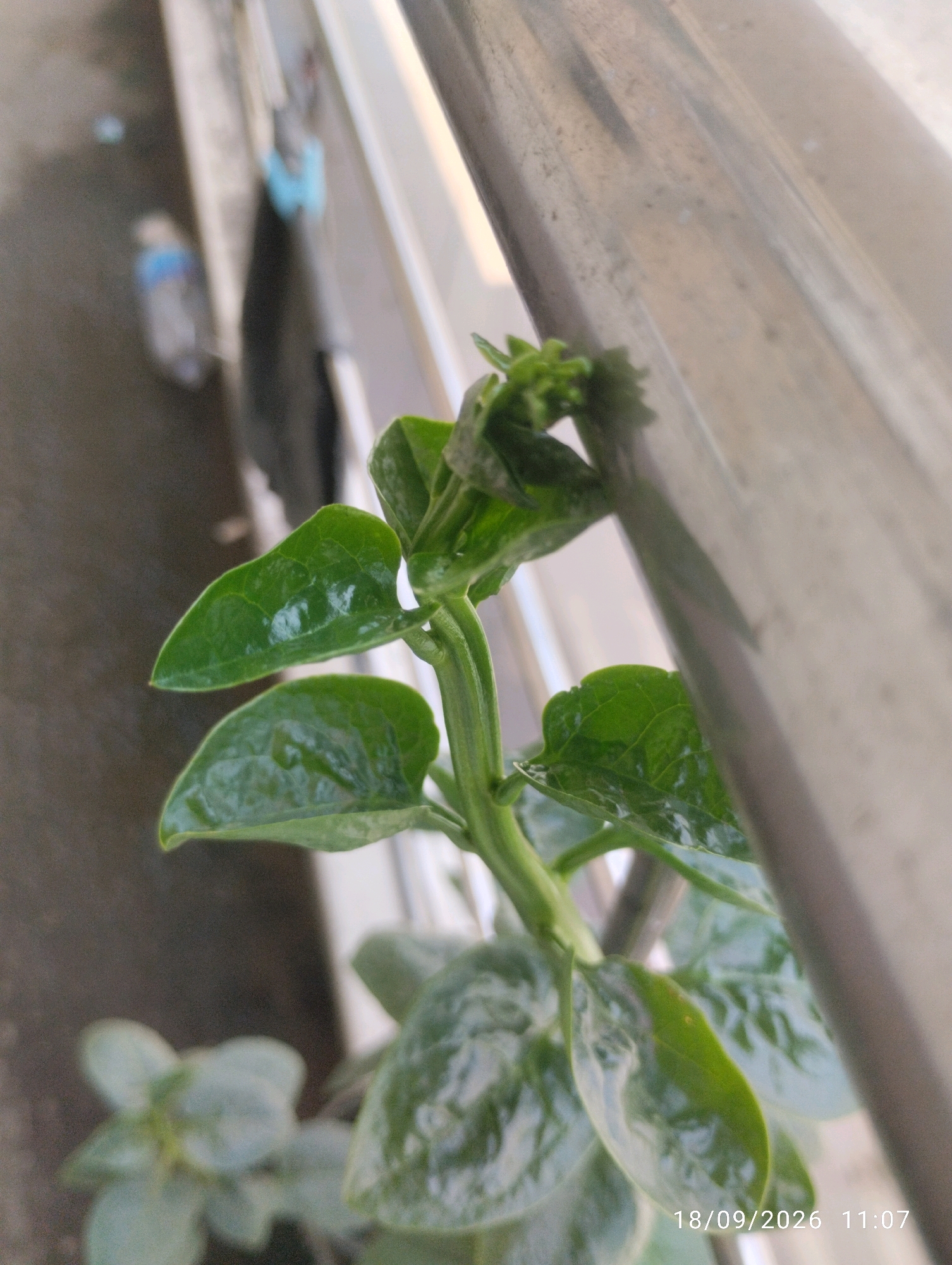 A close-up, eye-level shot captures a vibrant green vine with heart-shaped leaves, its tendrils clinging to a metallic railing. The vine's stem is thick and sturdy, with new growth emerging at the apex, suggesting active development. Sunlight illuminates the leaves, highlighting their glossy texture and the delicate veins that crisscross their surfaces. In the background, a blurred urban landscape unfolds, with a paved surface and a glimpse of what appears to be a plastic water bottle. The image is dated 18/09/2026 at 11:07, indicating the time and date of the photograph. The overall impression is one of nature's resilience, with a plant thriving amidst the concrete structures of a city. Without further context, it is impossible to determine the precise location within Chattogram, Bangladesh.