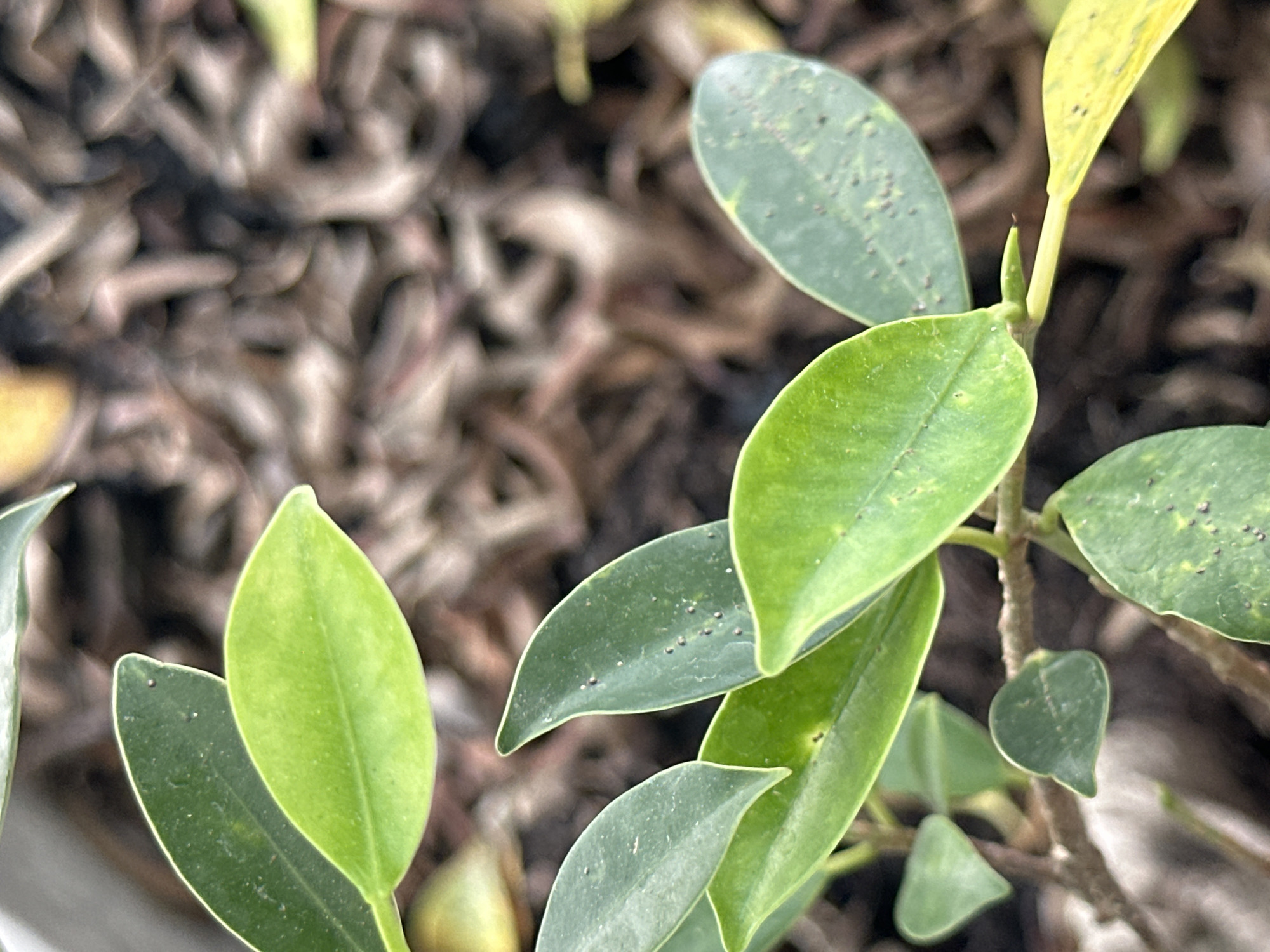 This is a close-up, macro photograph of a Ficus benghalensis plant, commonly known as a banyan tree or ficus, in the region of Koh Phangan, Thailand. The image focuses on several of the plant's leaves, which are a vibrant green, with some showing yellowing at the edges, indicative of potential nutrient deficiency or aging. The leaves are oval-shaped and smooth, with visible veins. Some of the leaves have small, dark spots, possibly from insect activity or a fungal issue. The background is blurred and consists of dry, brown organic matter, likely mulch or soil. The lighting suggests it is daytime, with a soft, diffused light source. There are no people or animals visible in the frame. The image captures a naturalistic element within the environment of Koh Phangan, a tropical island known for its lush vegetation and natural beauty.