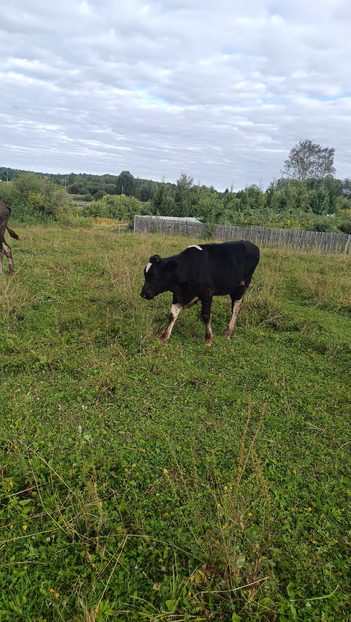 A black and white calf stands in a grassy field with a wooden fence in the background. The sky is overcast with scattered clouds. The calf is facing to the left and appears to be walking. There are trees and bushes behind the fence. The location is the city of Karsha, Russia.