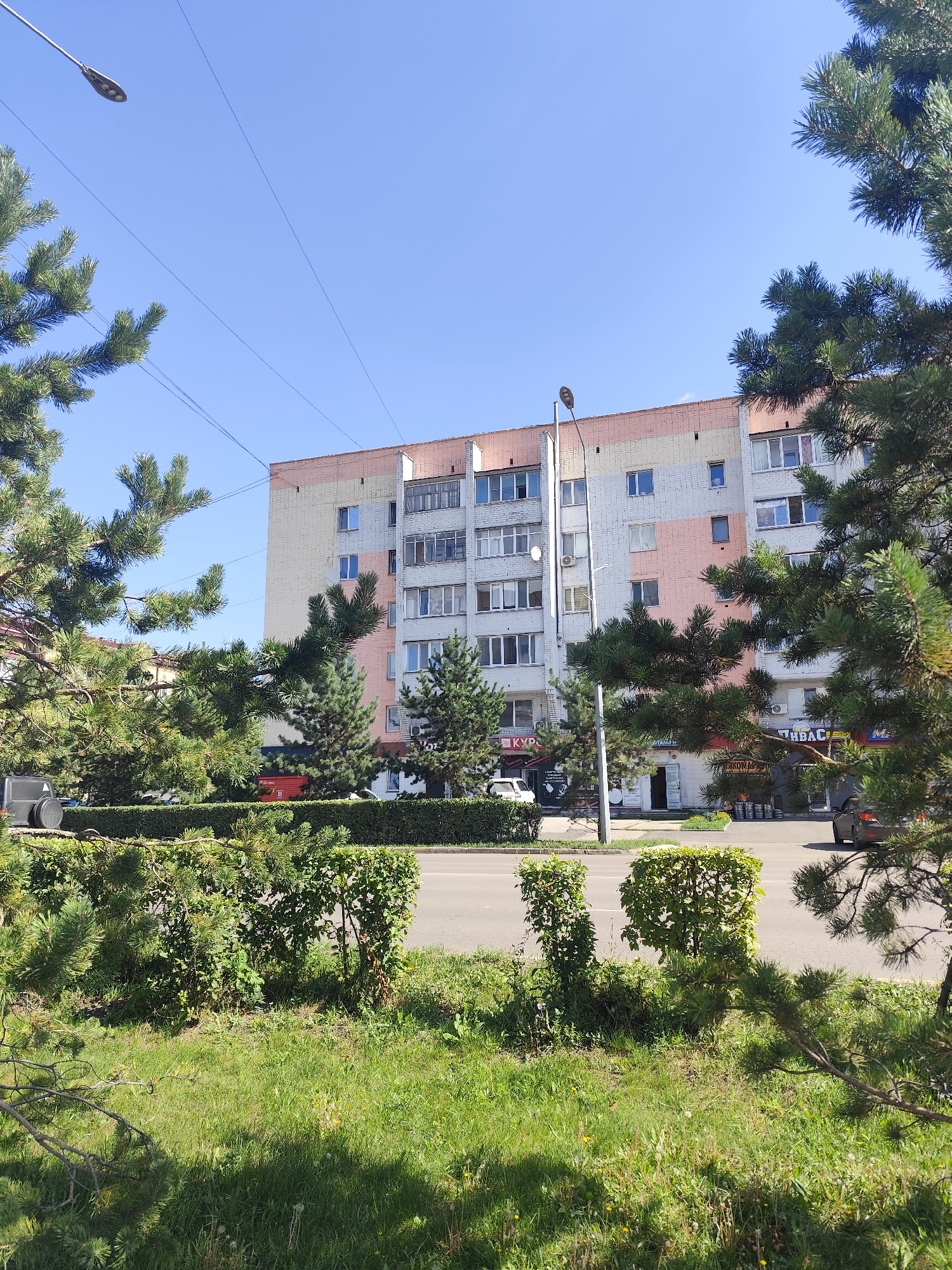 The image depicts a street scene in Petropavl, Kazakhstan, on a clear day with a bright blue sky. In the background, a multi-story residential building with a light pink and white facade stands prominently. The building features numerous windows, balconies, and air conditioning units. In front of the building, there is a street with moving vehicles, including a white car on the left and a dark-colored car on the right. A paved sidewalk runs along the street, bordered by a trimmed green hedge. In the foreground, lush green grass and several pine trees frame the view, with one pine branch extending prominently into the lower right corner of the frame. A street lamp is visible on the left side of the image. The overall impression is one of a typical urban environment bathed in sunlight.
