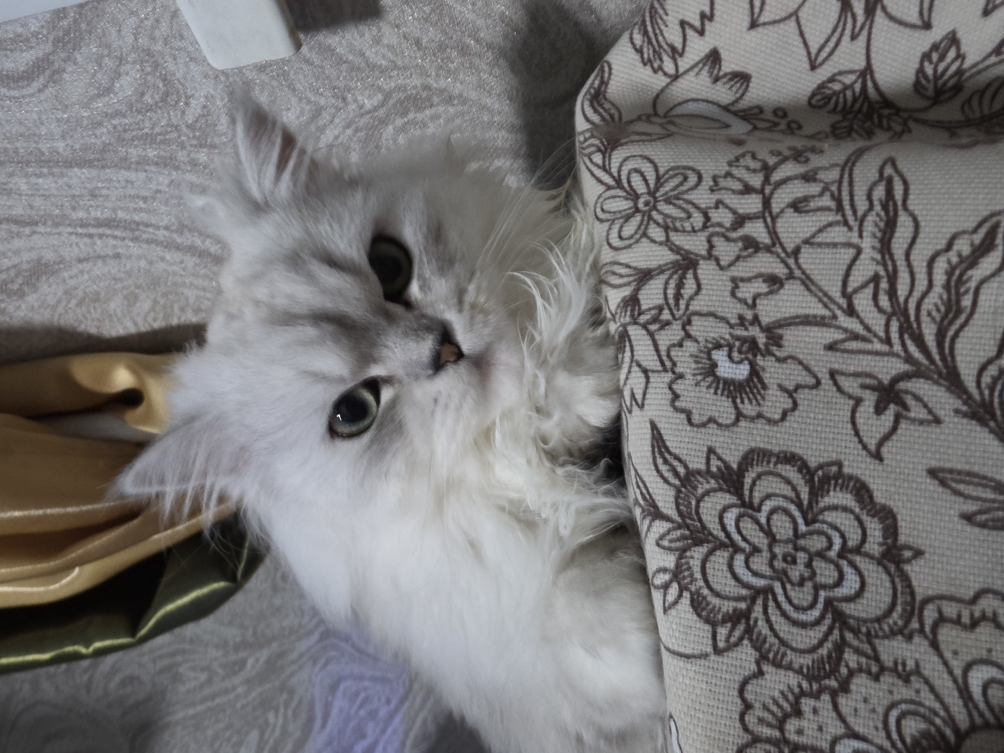 A fluffy white Persian cat with green eyes is lying on a patterned fabric surface. The cat is looking towards the camera with a stern expression. The background consists of draped fabric and a textured wall. The image appears to have been taken indoors, likely in a residential setting. There is no identifiable information to determine its location in Novocheboksarsk, Russia.