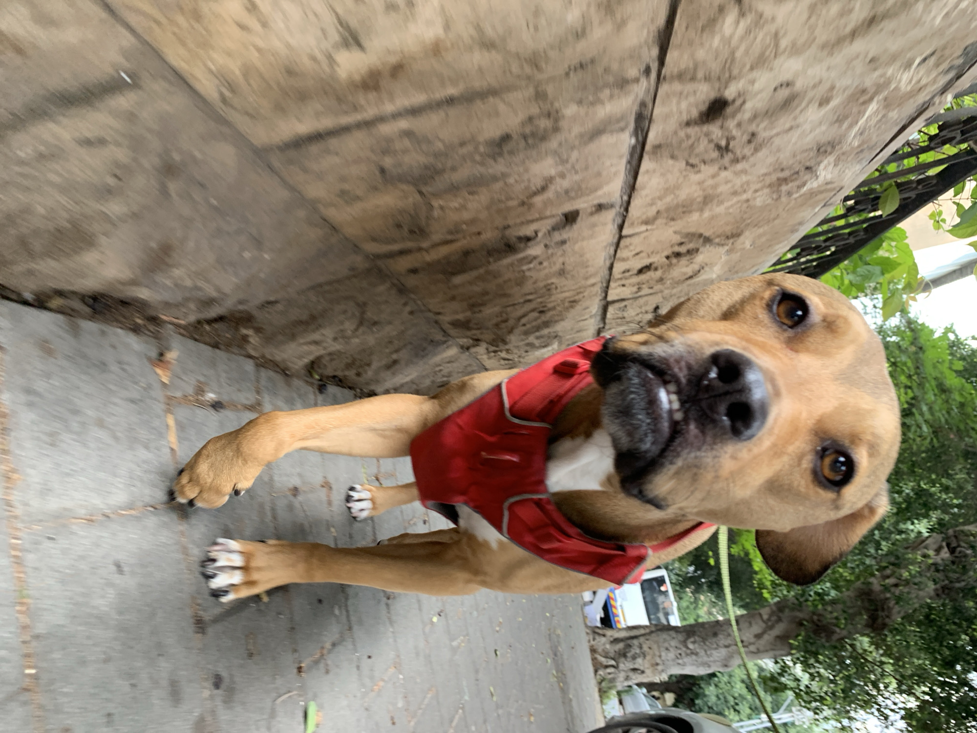 A tan dog wearing a red harness stands on a gray concrete sidewalk, positioned between a light brown wooden structure and greenery. The dog looks directly at the camera with visible teeth. In the background, a white van and foliage are visible. The image's location is Tel Aviv, Israel.