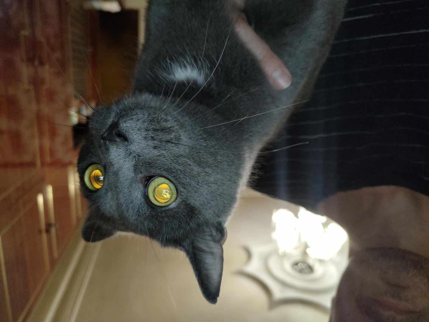 A close-up, waist-up shot shows a person holding a grey cat. The person, whose face is partially visible in the upper left corner, is wearing a black t-shirt with horizontal stripes. Their arm, covered by the t-shirt, is holding the cat. The cat, a Russian Blue breed, is positioned in the center of the frame, facing to the right with its head turned slightly towards the viewer. The cat's large, luminous yellow eyes are wide open and reflecting light, revealing intricate patterns within them. The background is blurred, showing a portion of a room with wooden paneling on the right and a decorative ceiling light fixture in the upper center. The lighting appears to be indoor, with the ceiling fixture emitting a bright, warm glow. The cat's fur is short and dense, with a small patch of white fur visible on its chest. The overall impression is an intimate portrait of a person and their pet.