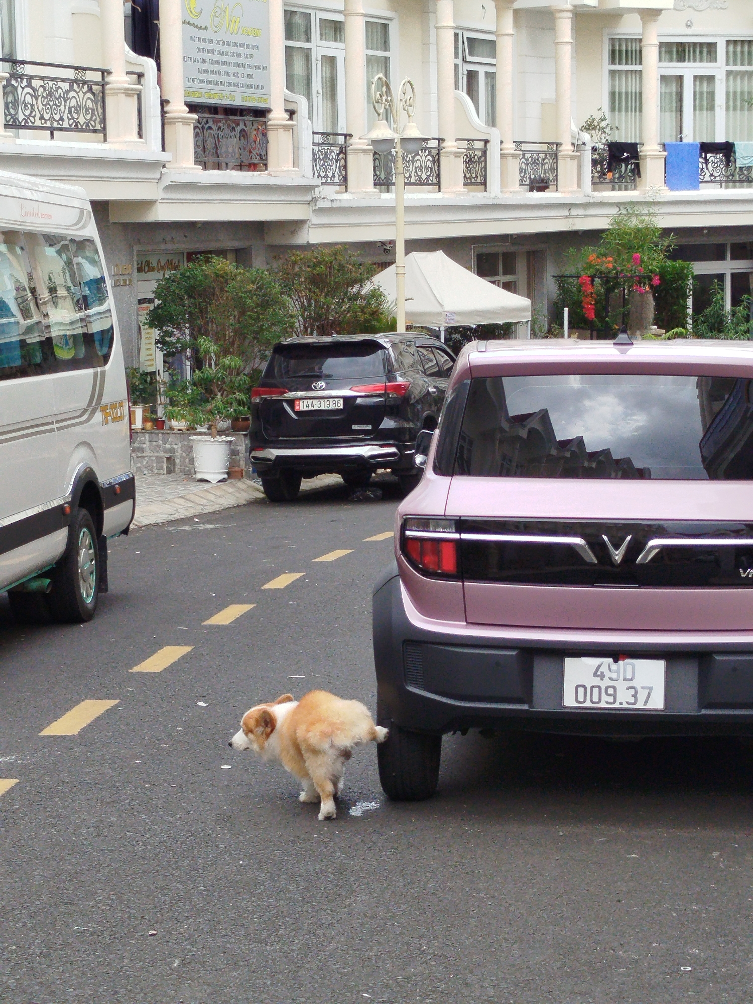 The image shows a street scene in Da Lat, Vietnam. In the foreground, a small, light brown and white dog is squatting on the asphalt road, facing left. Behind the dog, the rear of a light pink electric car is visible. The car has a black trim with a silver "V" emblem and a white license plate that reads "49D 009.37". To the left of the pink car, a black SUV is parked. Further to the left, a white van is parked, partially obscuring the view of a building with white columns and ornate railings. The building has several balconies with potted plants and laundry hanging out to dry. In the background, there are more buildings and trees. The road has yellow dashed lines indicating lanes. The overall impression is of a street in a residential or commercial area of Da Lat.