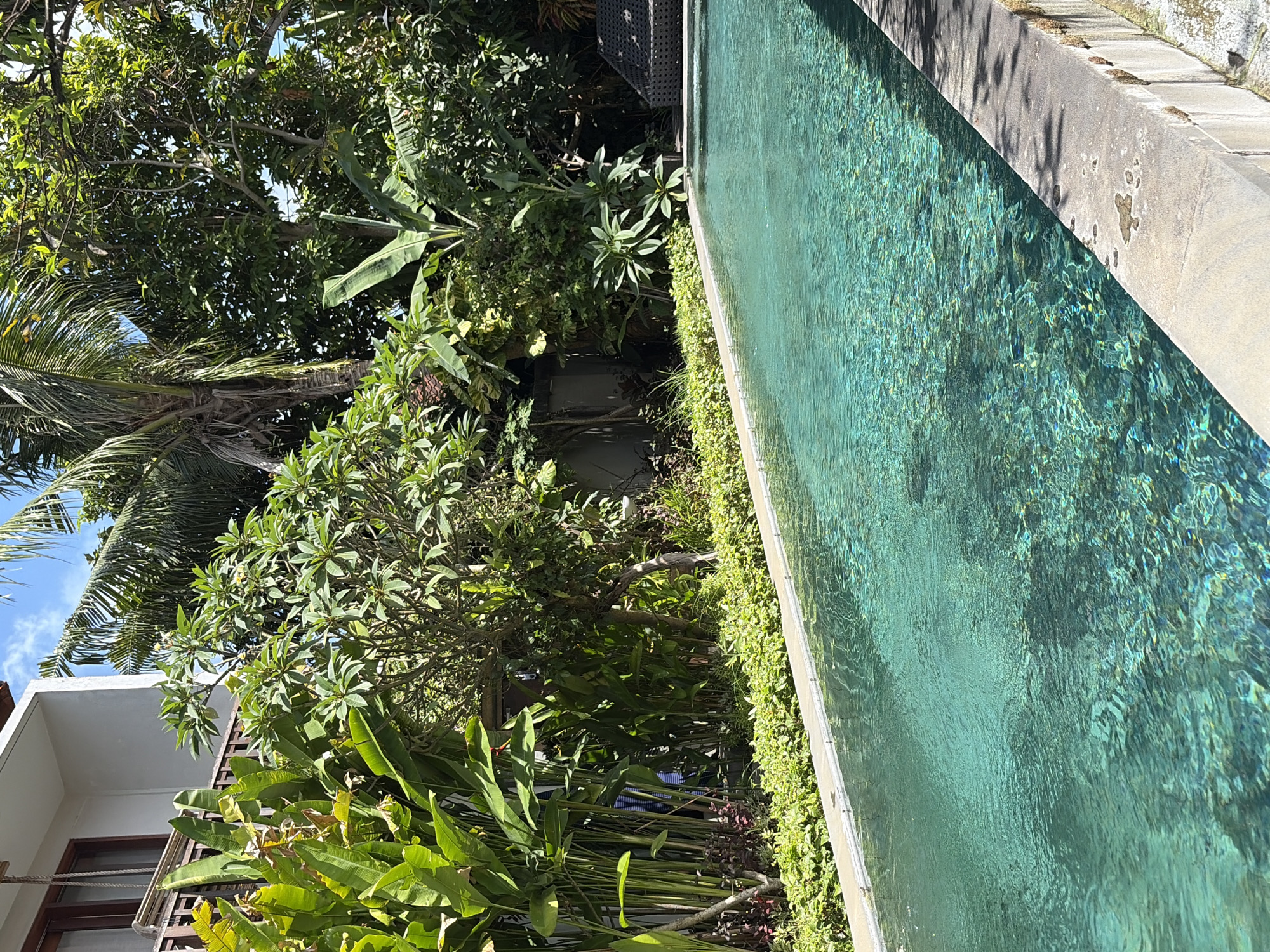 A still, clear, turquoise swimming pool is in the foreground of the image, reflecting sunlight and shadows. The pool is bordered by a light-colored concrete edge and a dense row of green, low-lying plants. Behind the plants, a lush tropical garden features large, vibrant green leaves and trees, including a palm tree and frangipani trees. A portion of a white building with dark-framed windows is visible on the left, partially obscured by foliage. A dark woven lounge chair is positioned on the right side of the frame, near the edge of the pool. The sky is a clear blue with scattered white clouds. The scene depicts a serene, outdoor environment, likely a resort or private residence in North Kuta, Indonesia.