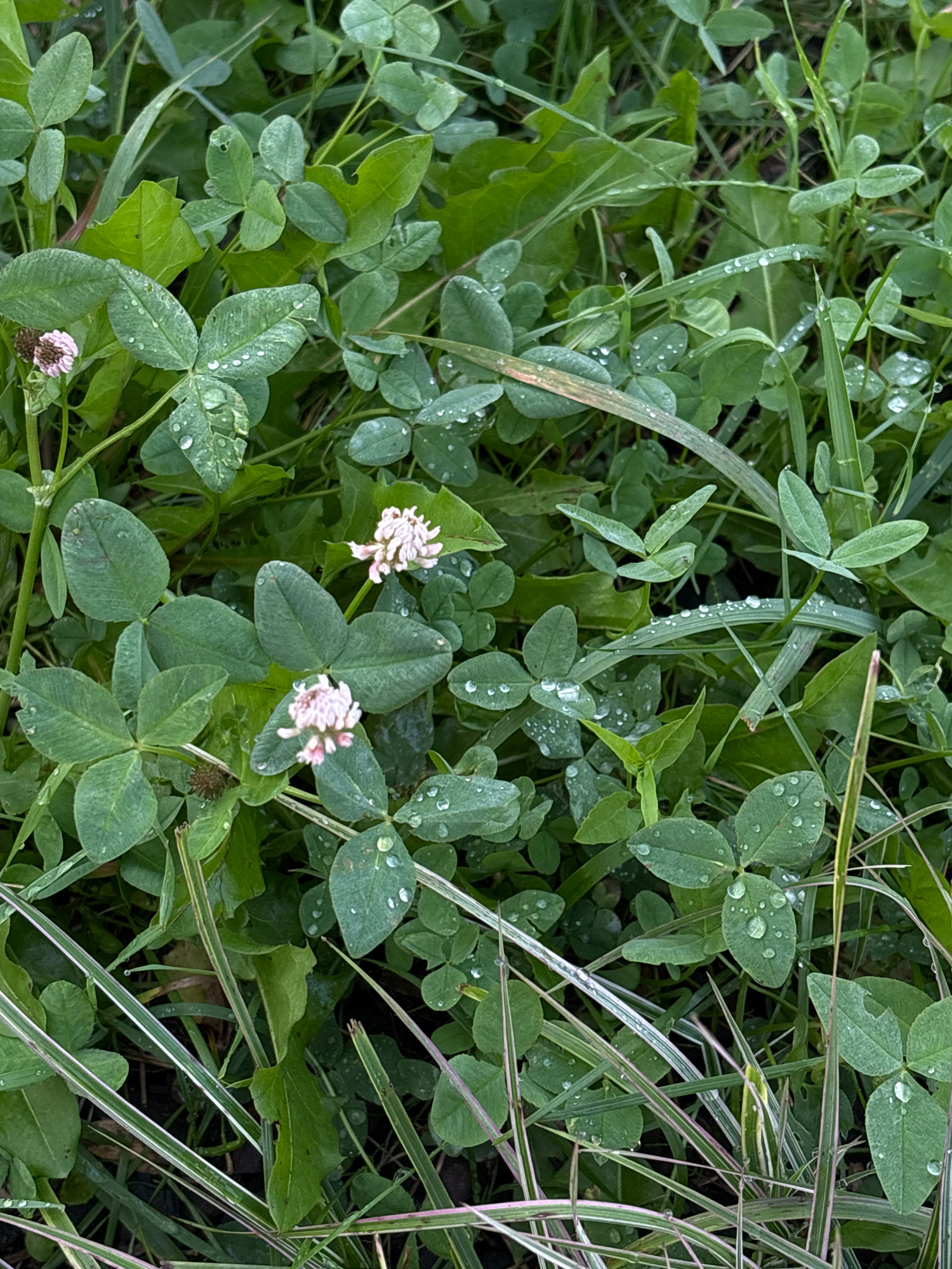 The image displays a close-up, overhead view of lush green clover and grass, likely in a park or garden setting within the city of Kazan, Russia. Small, delicate pink clover flowers are visible, interspersed with leaves that are dotted with glistening water droplets, suggesting recent rainfall or dew. The foliage is dense, with blades of grass and clover leaves creating a natural, textured ground cover. The lighting appears diffused, consistent with overcast conditions or early morning. No people or man-made objects are present, focusing the scene entirely on the natural elements of the environment.