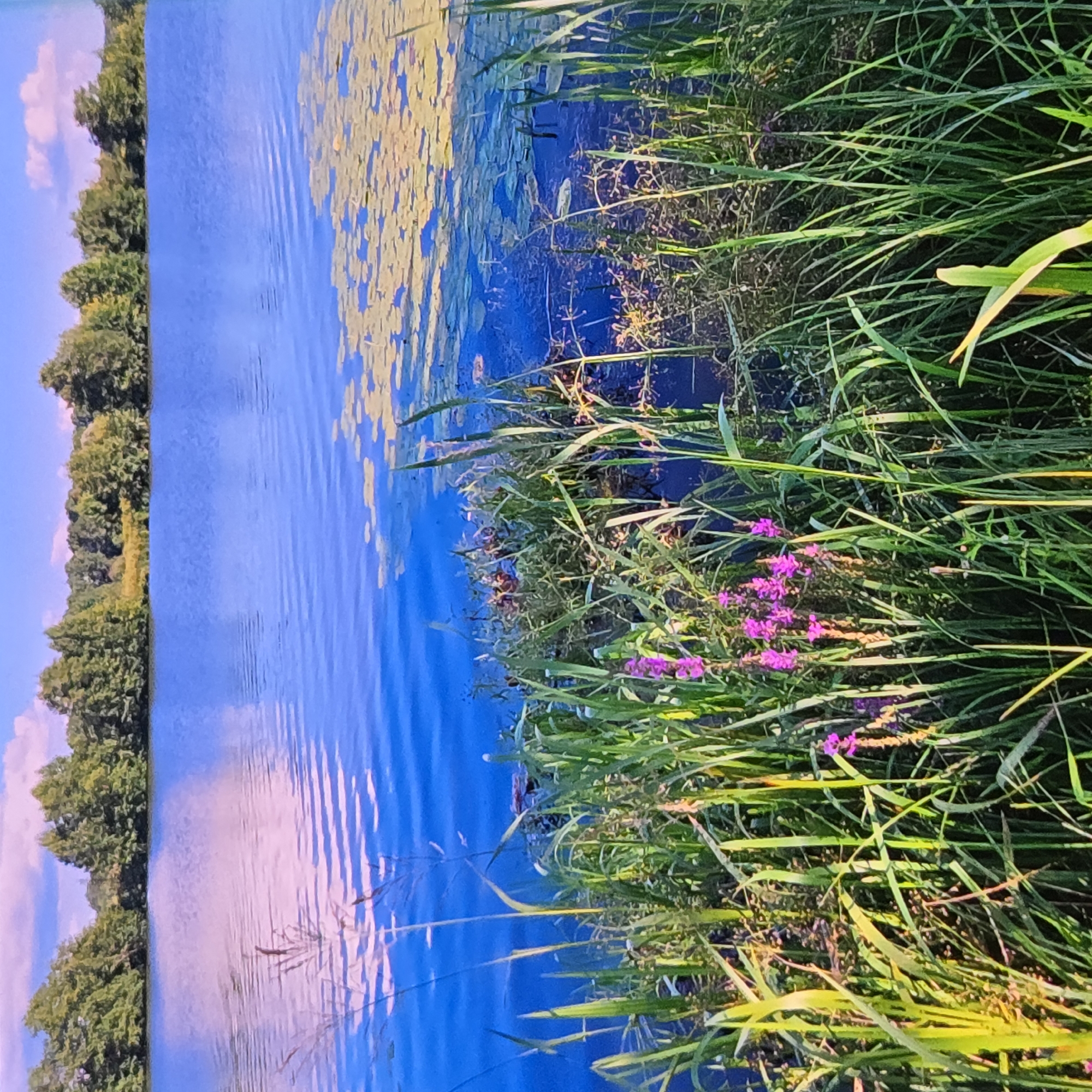 A wide shot captures a tranquil lake scene on a clear day, with a lush green shoreline in the foreground and a dense line of trees forming the horizon. The water is a vibrant blue, reflecting the sky and clouds, with patches of lily pads dotting the surface. Tall grasses and flowering plants in shades of purple and green line the water's edge. The sky above is a bright blue, dotted with fluffy white clouds. No people are visible in the image. This scene could be located anywhere with a lake, trees, and vegetation. The prompt requests information about the location in Vladimir, Russia, but this image provides no specific geographical markers to confirm such a location.