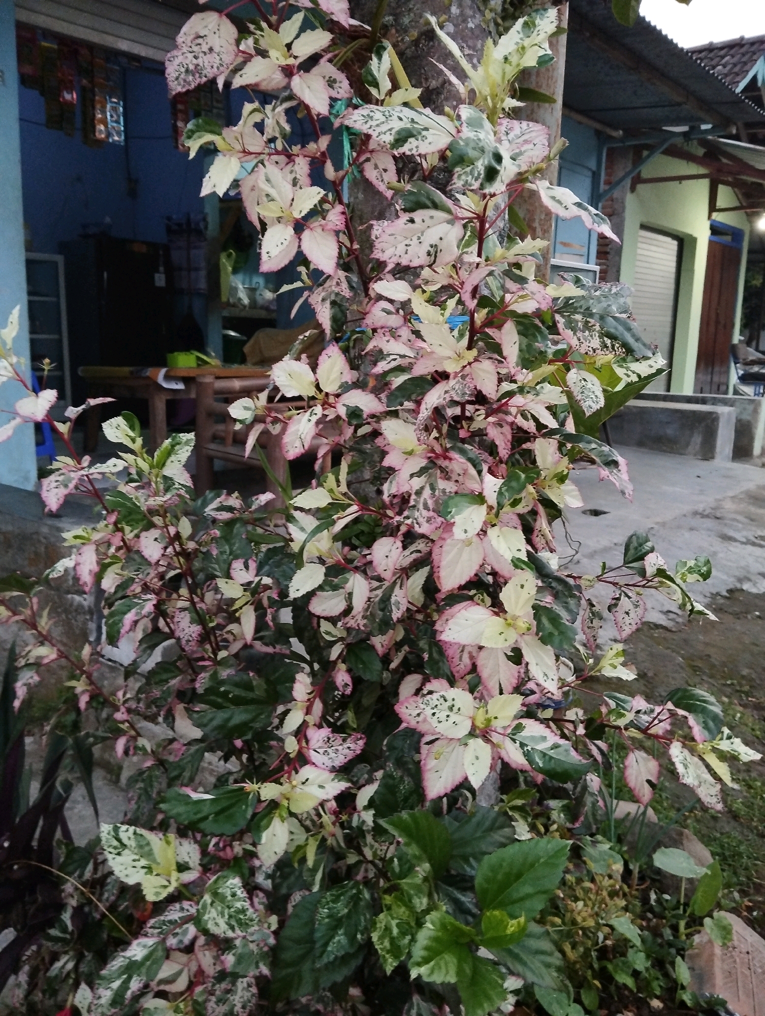 In Salatiga, Indonesia, a variegated hibiscus plant with leaves displaying white, pink, and green patterns is the primary focus. The plant is situated outdoors, with a roughly paved ground surface visible. In the background, a building with a light green facade and a metal roof is partially visible, along with a dark blue wall and a doorway. Wooden furniture, possibly a table and chairs, can be seen through an opening in the wall. The overall scene suggests a residential or commercial outdoor area.