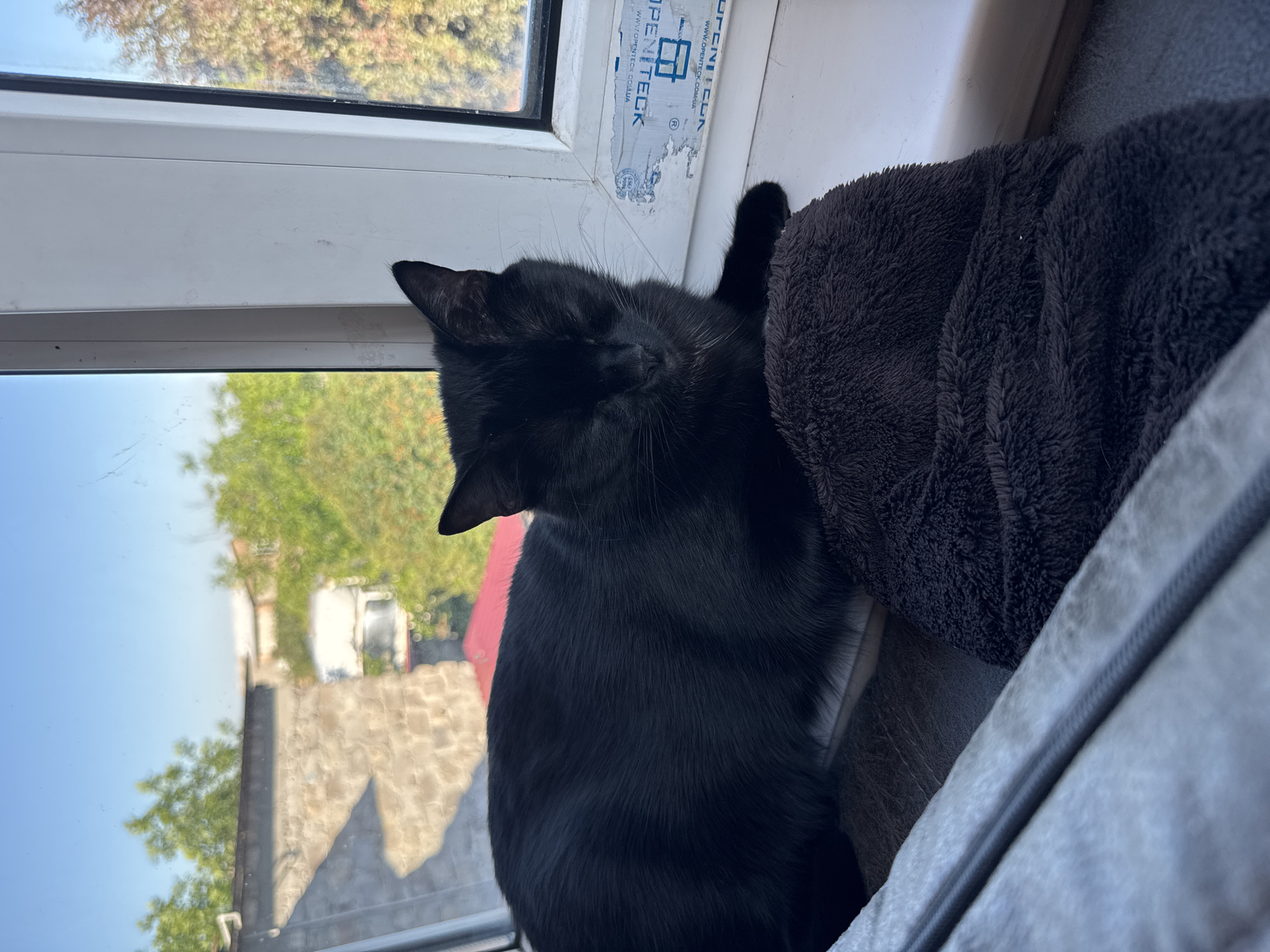 A black cat is resting on a windowsill, its eyes closed. The cat is lying on a dark, plush blanket. Outside the window, trees and buildings are visible under a clear blue sky. The windowsill itself has a white frame with some blue and white tape on it.