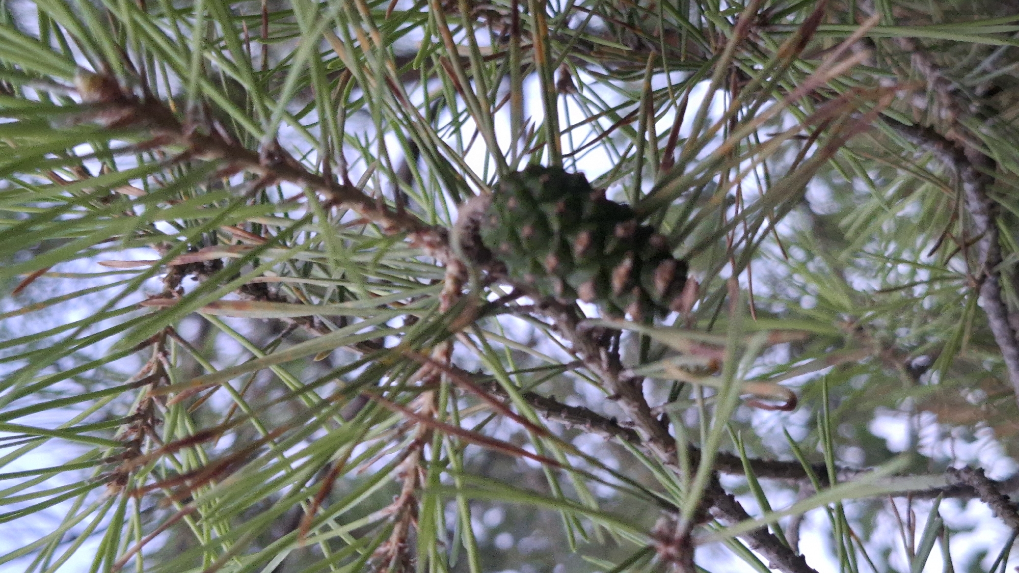 The image is a close-up, low-angle shot of pine needles and a young pine cone against a blurred background of sky and foliage. The pine needles are a vibrant green, with some reddish-brown accents from the branches and tips. The pine cone is small, green, and has a textured, scaly surface. The overall impression is one of looking up through the branches of a pine tree, possibly in a natural setting. The lighting suggests it is daytime, but the sky is overcast or the light is diffused, giving a soft, even illumination. There are no people or specific structures visible, focusing the viewer's attention entirely on the natural elements of the pine tree. The location context of Shymkent, Kazakhstan, might suggest a temperate climate, but this cannot be definitively determined from the image alone. No text is visible in the image.